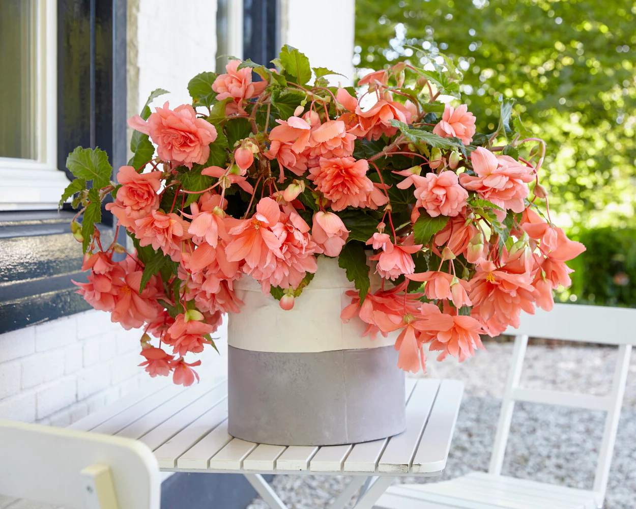 Begonia 'Illumination Salmon Pink' - Image 4