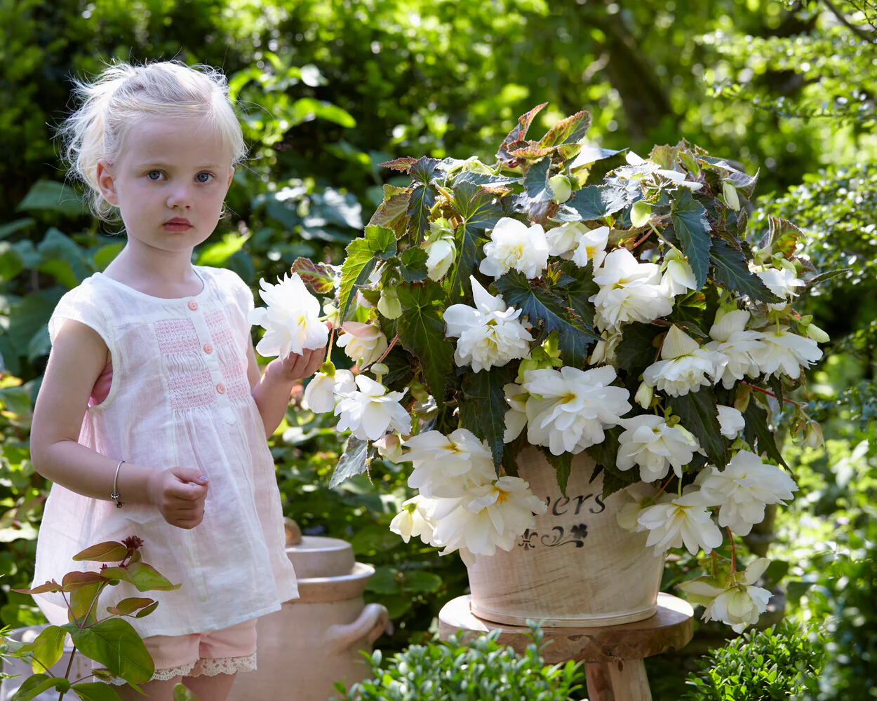 Begonia 'Illumination White' - Image 3