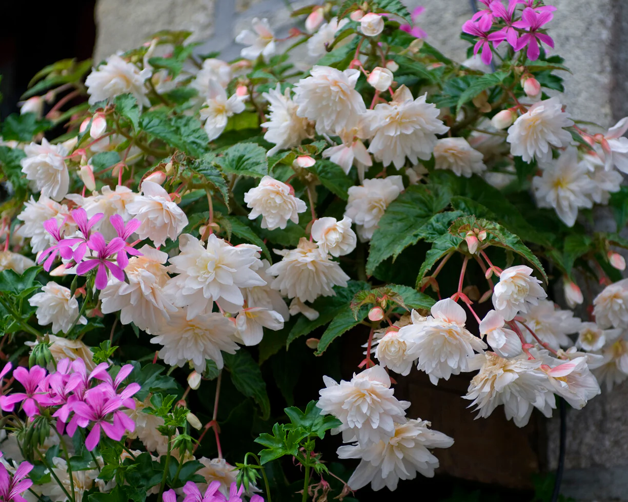 Begonia 'Illumination White' - Image 5