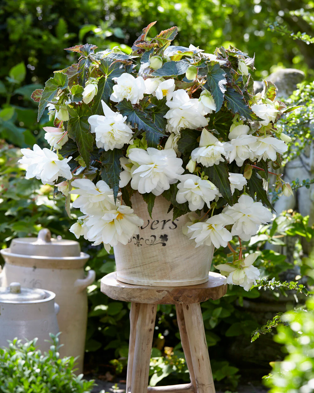 Begonia 'Illumination White' - Image 6