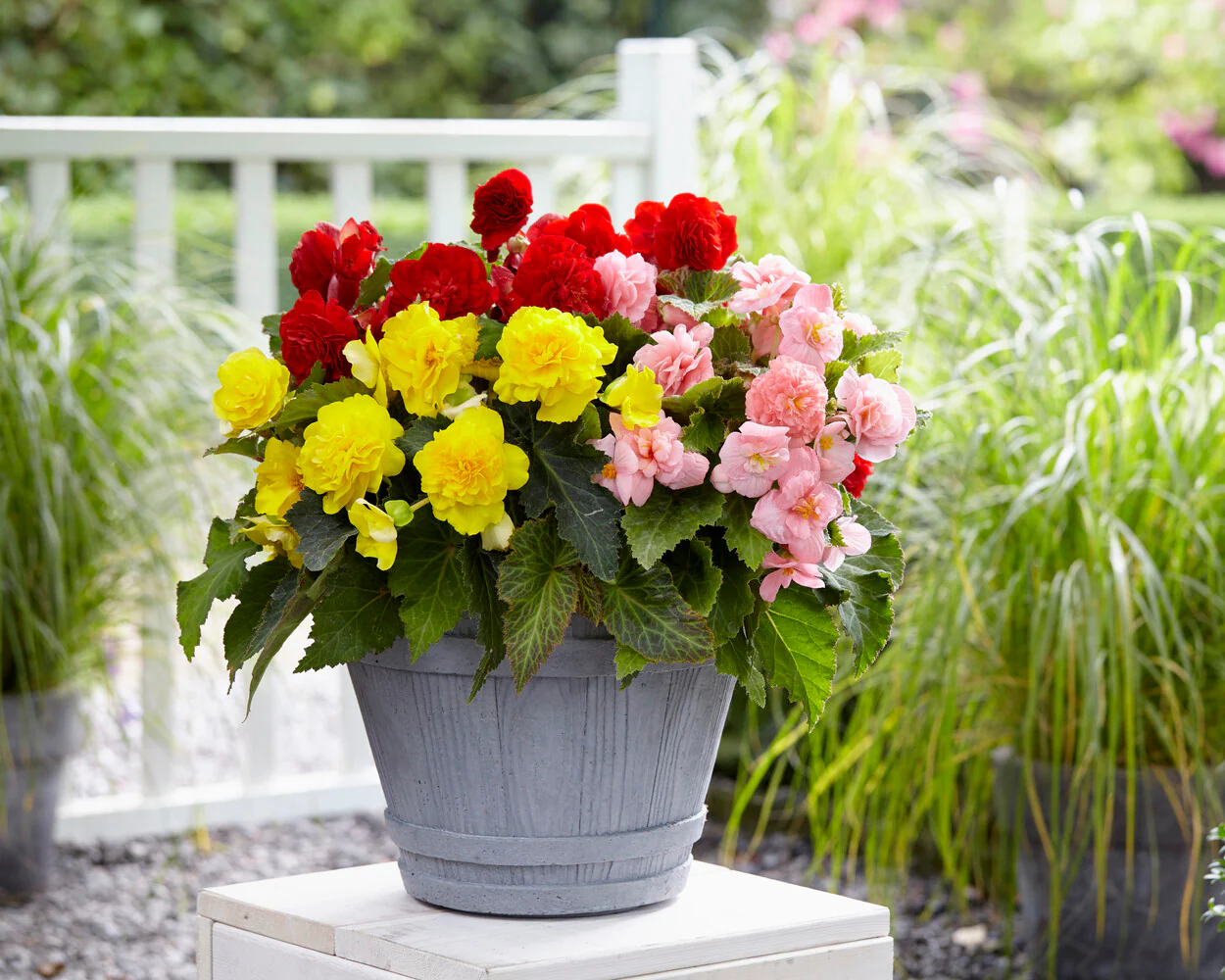 Begonia 'Non-Stop Mixed' - Image 10
