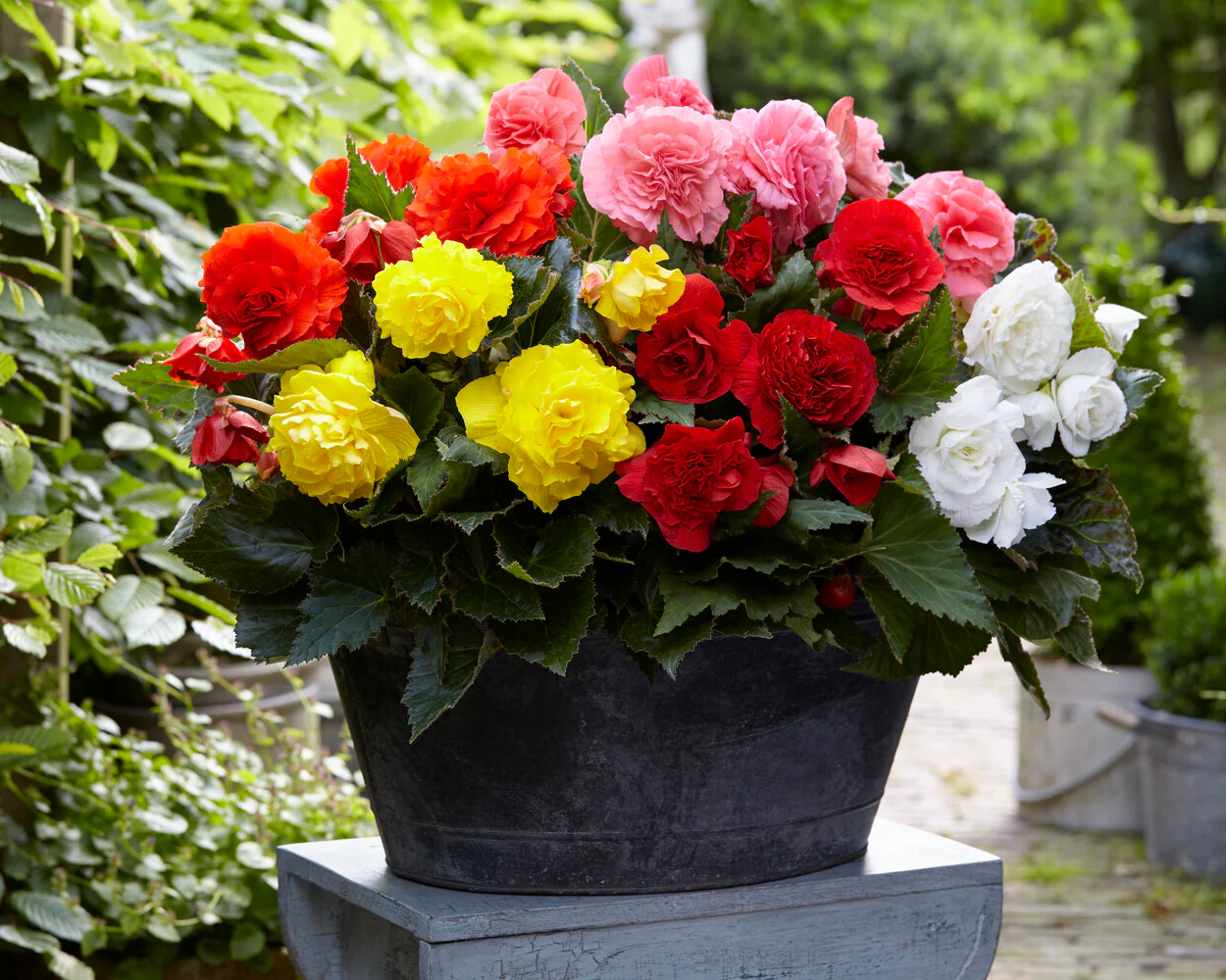 Begonia 'Non-Stop Mixed' - Image 3