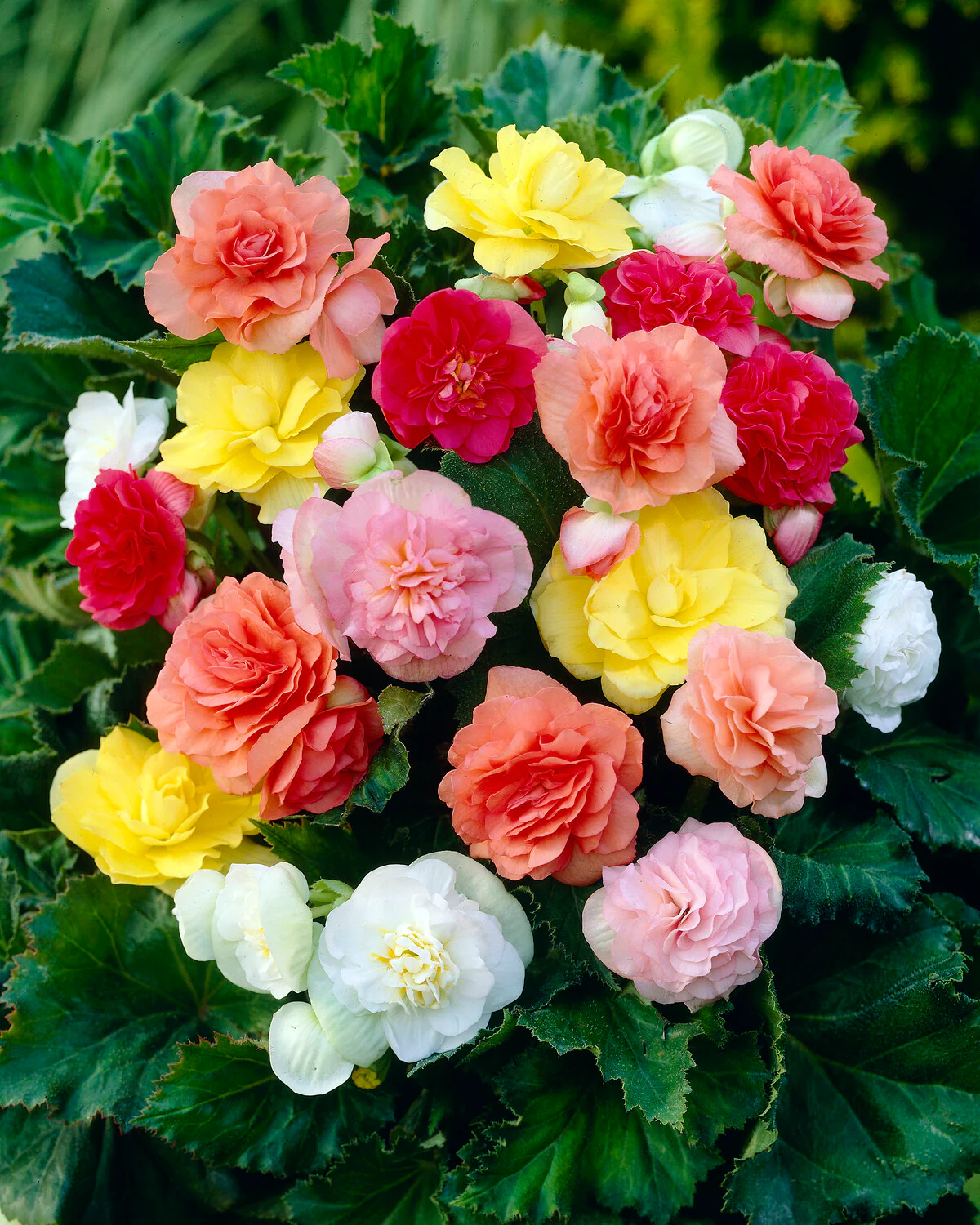 Begonia 'Non-Stop Mixed' - Image 5