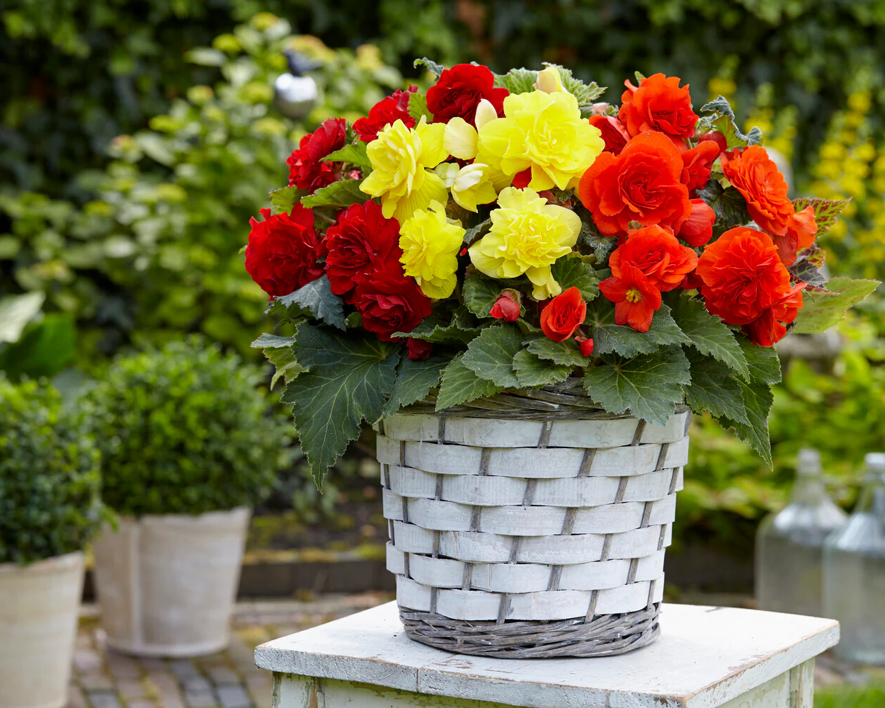 Begonia 'Non-Stop Mixed' - Image 7