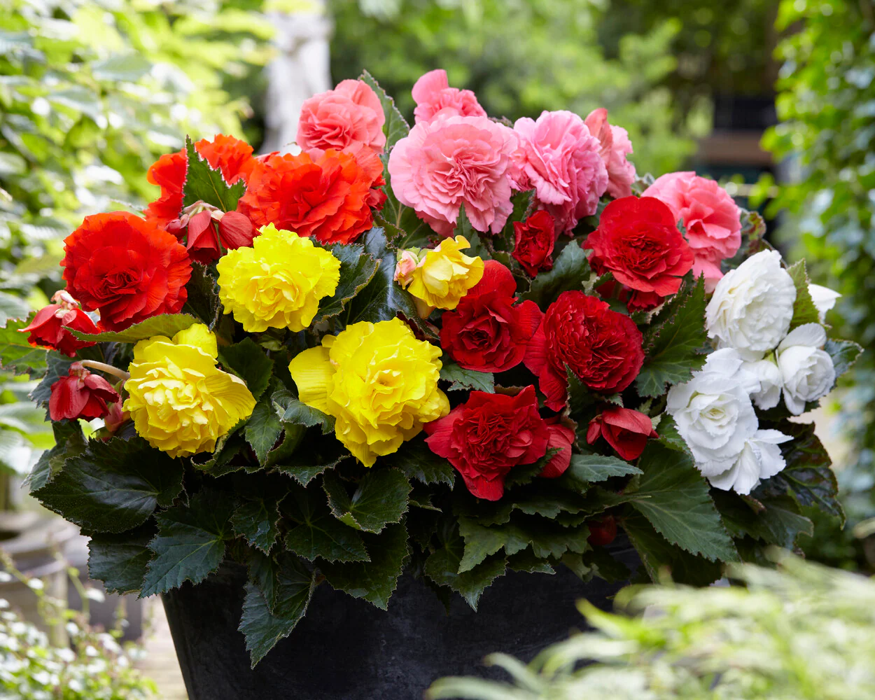 Begonia 'Non-Stop Mixed' - Image 8