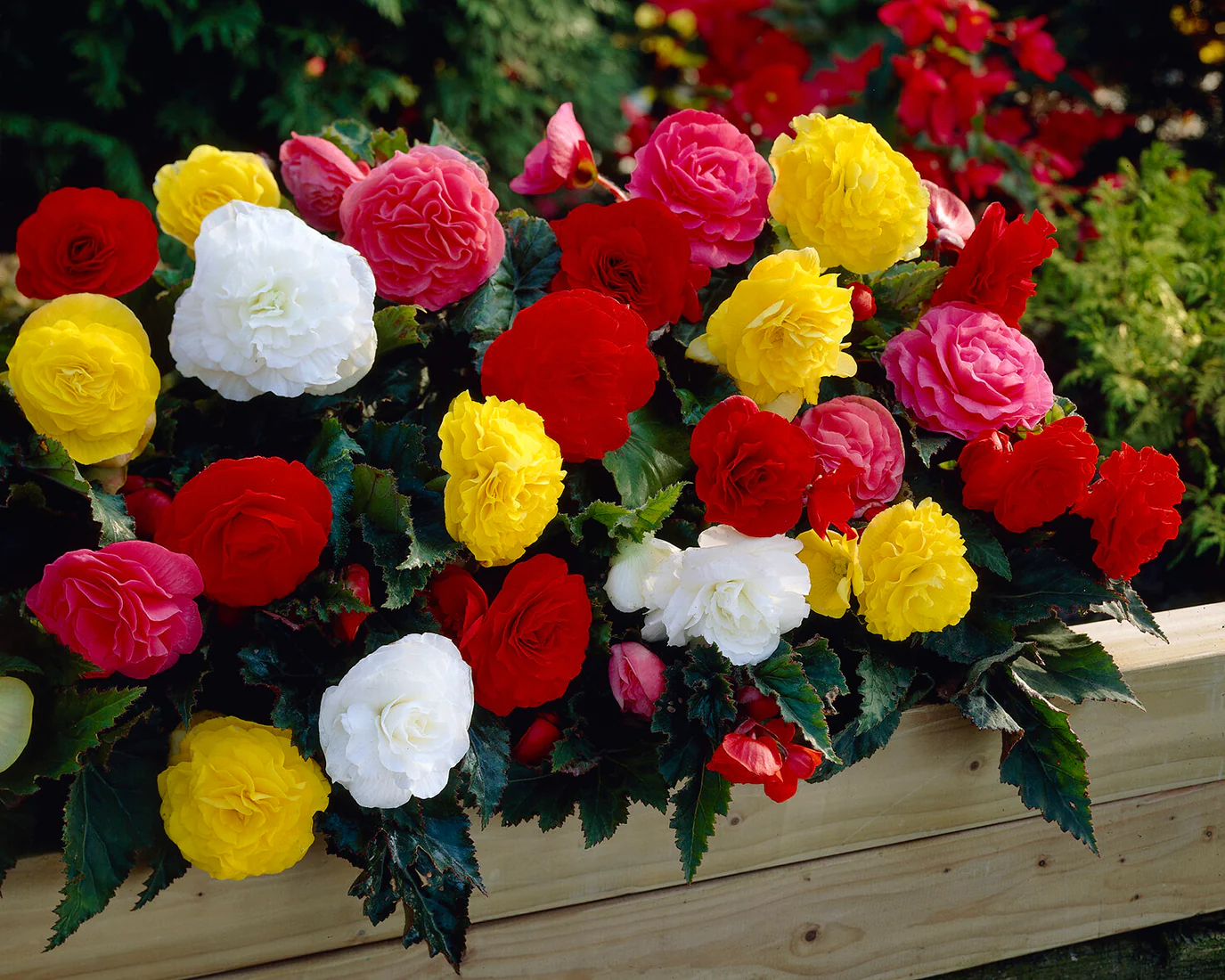 Begonia 'Non-Stop Mixed' - Image 9