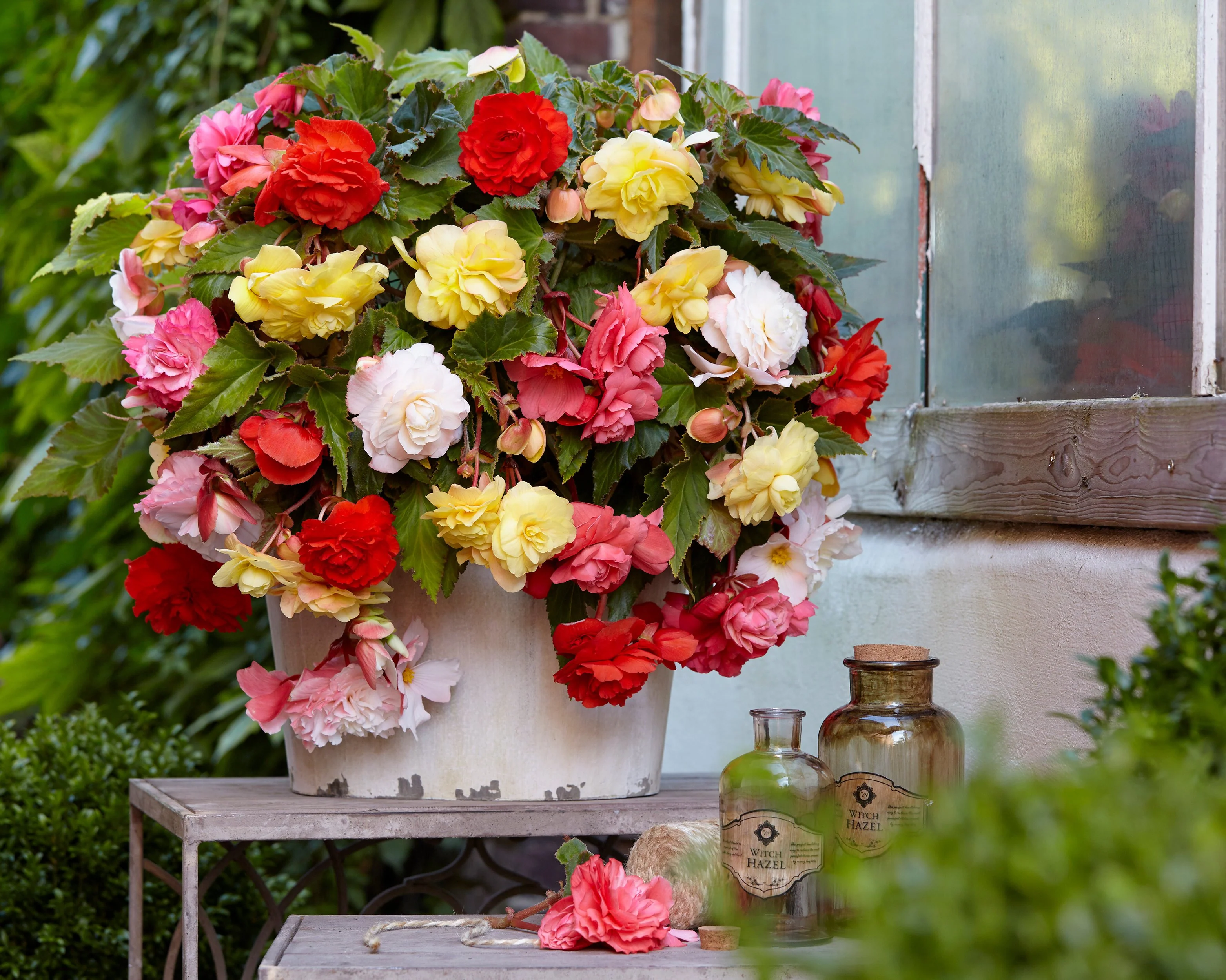 Begonia odorata 'Mixed' - Image 3
