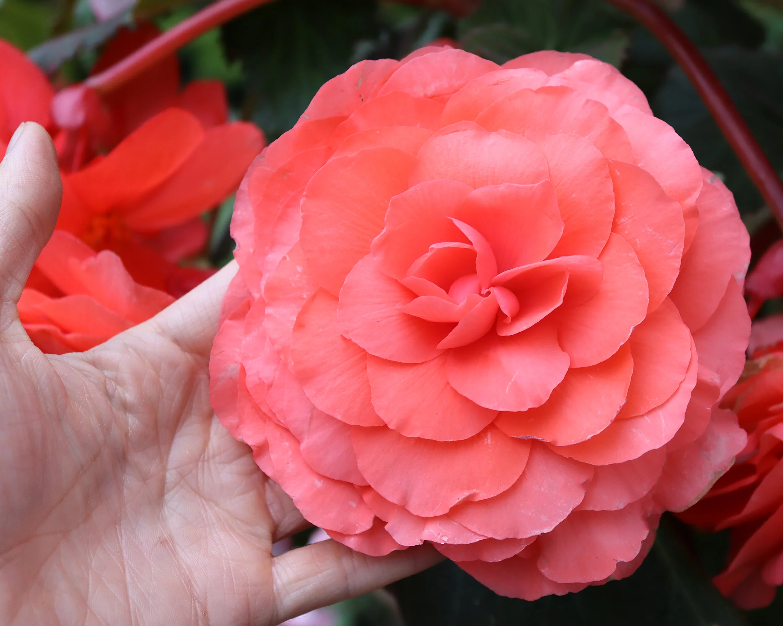 Begonia odorata 'Pink Delight' - Image 3
