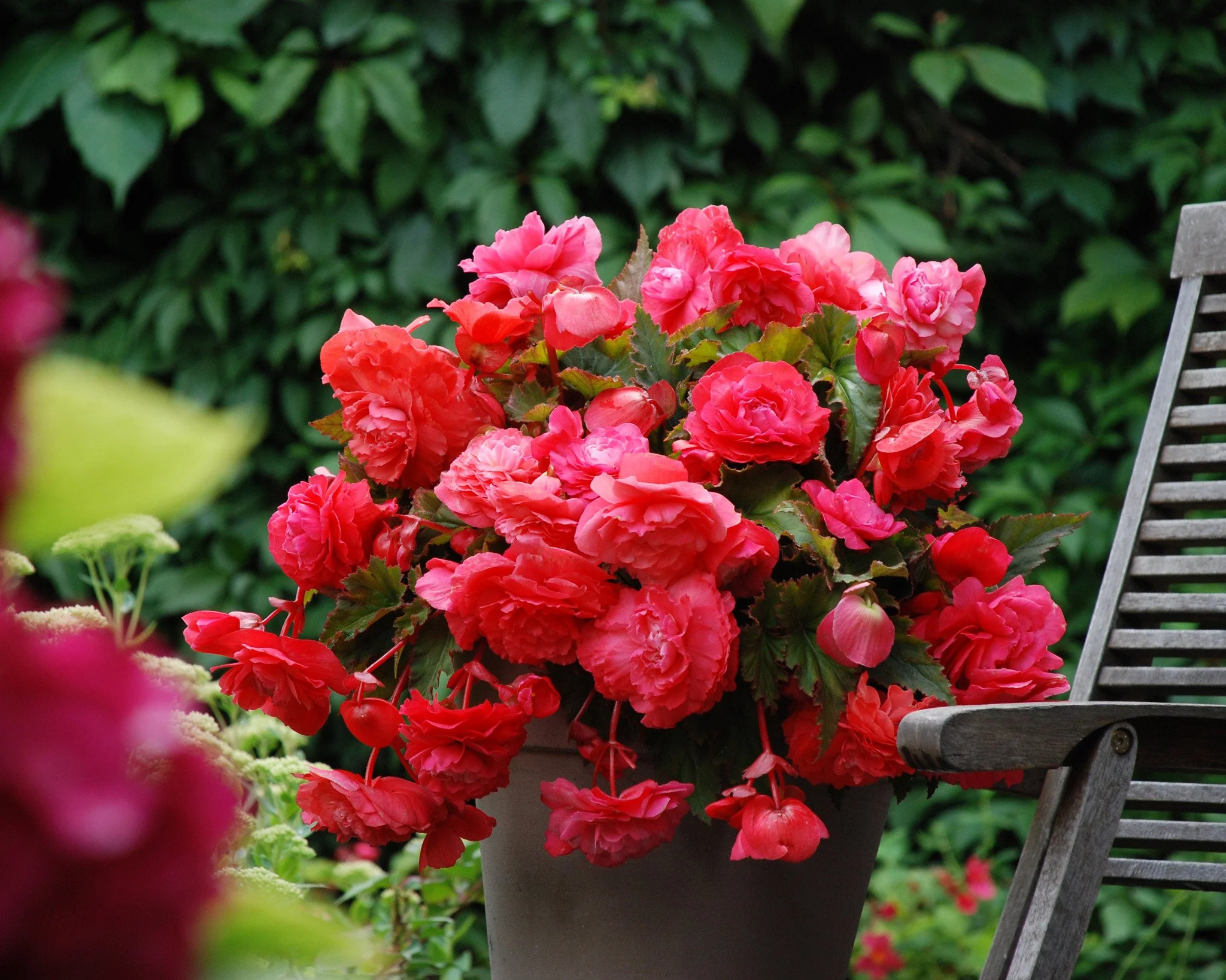 Begonia odorata 'Pink Delight' - Image 7