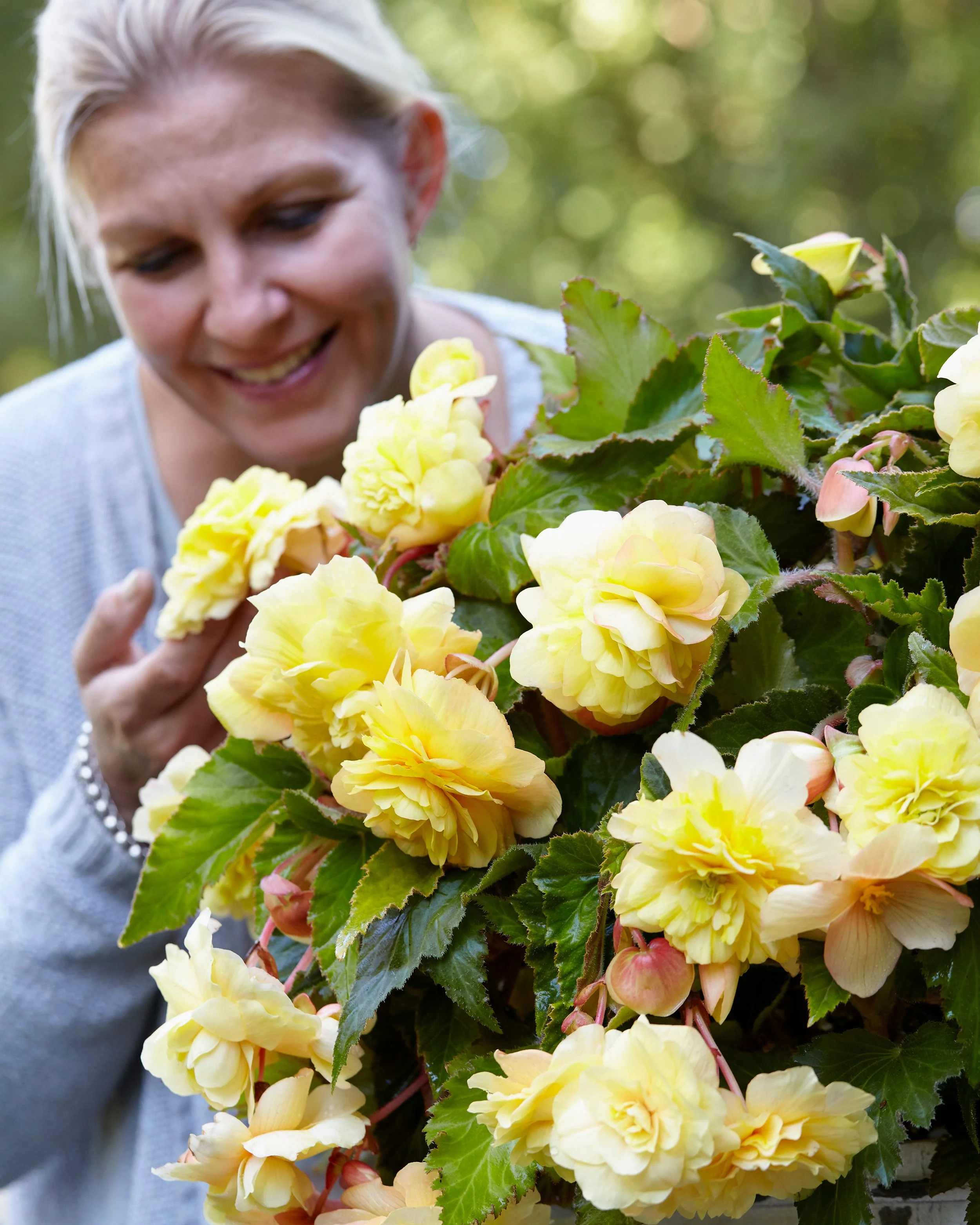 Begonia odorata 'Sunny Dream' - Image 3