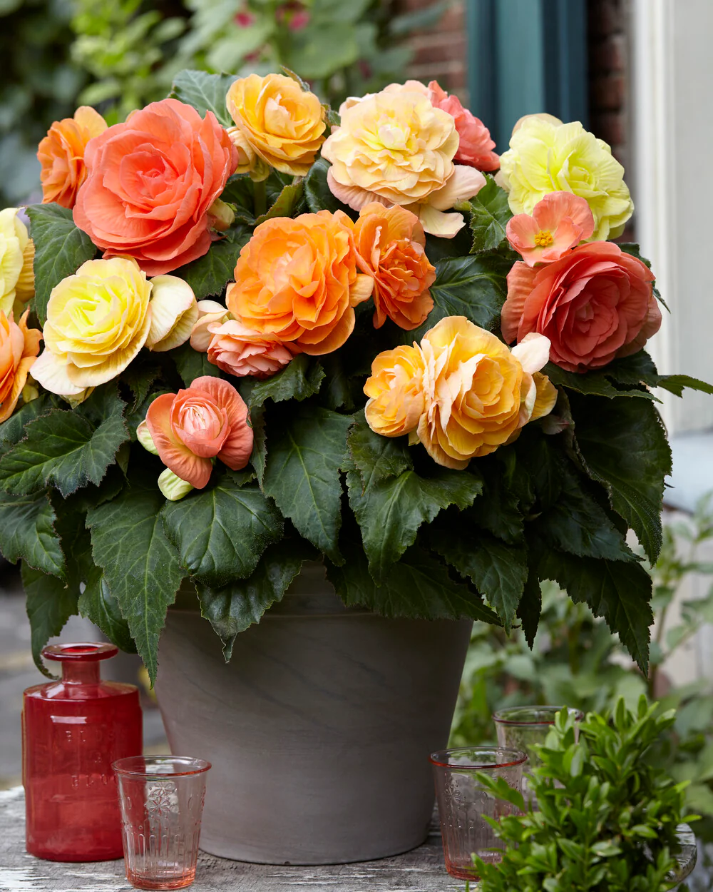 Begonia 'Pastel Compacta' - Image 5
