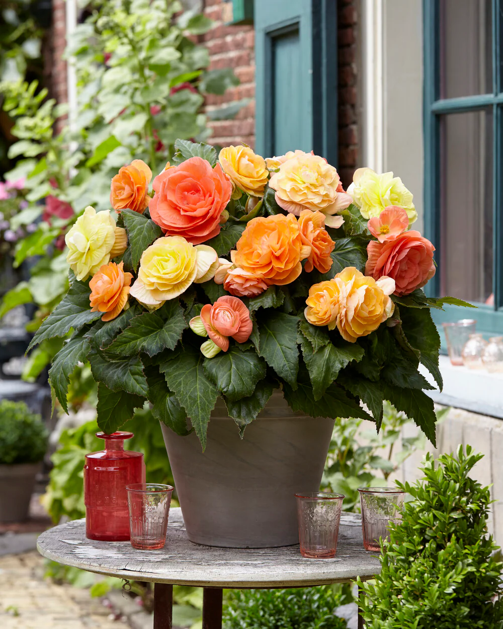 Begonia 'Pastel Compacta' - Image 6