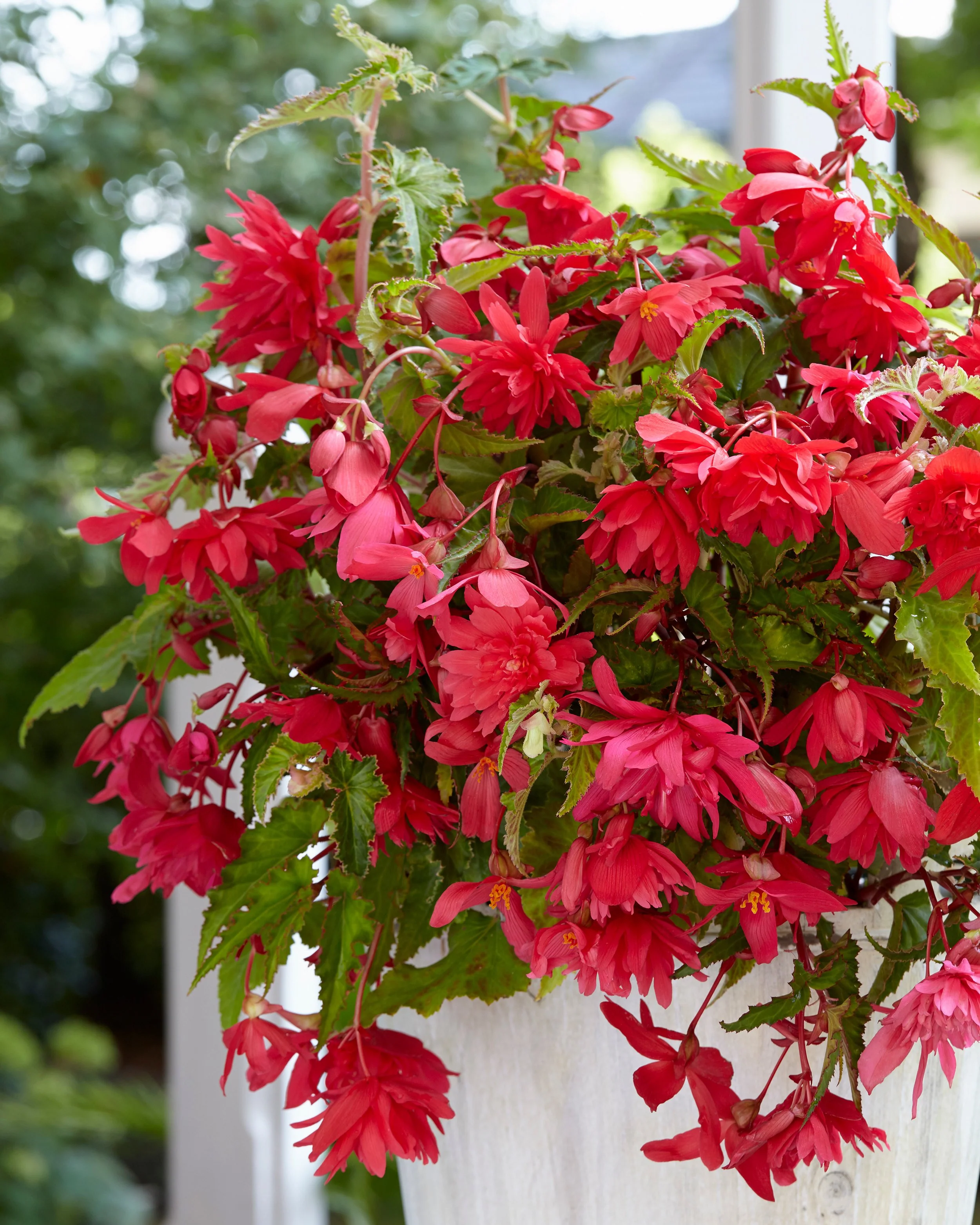 Begonia 'Pendula Pink' - Image 3