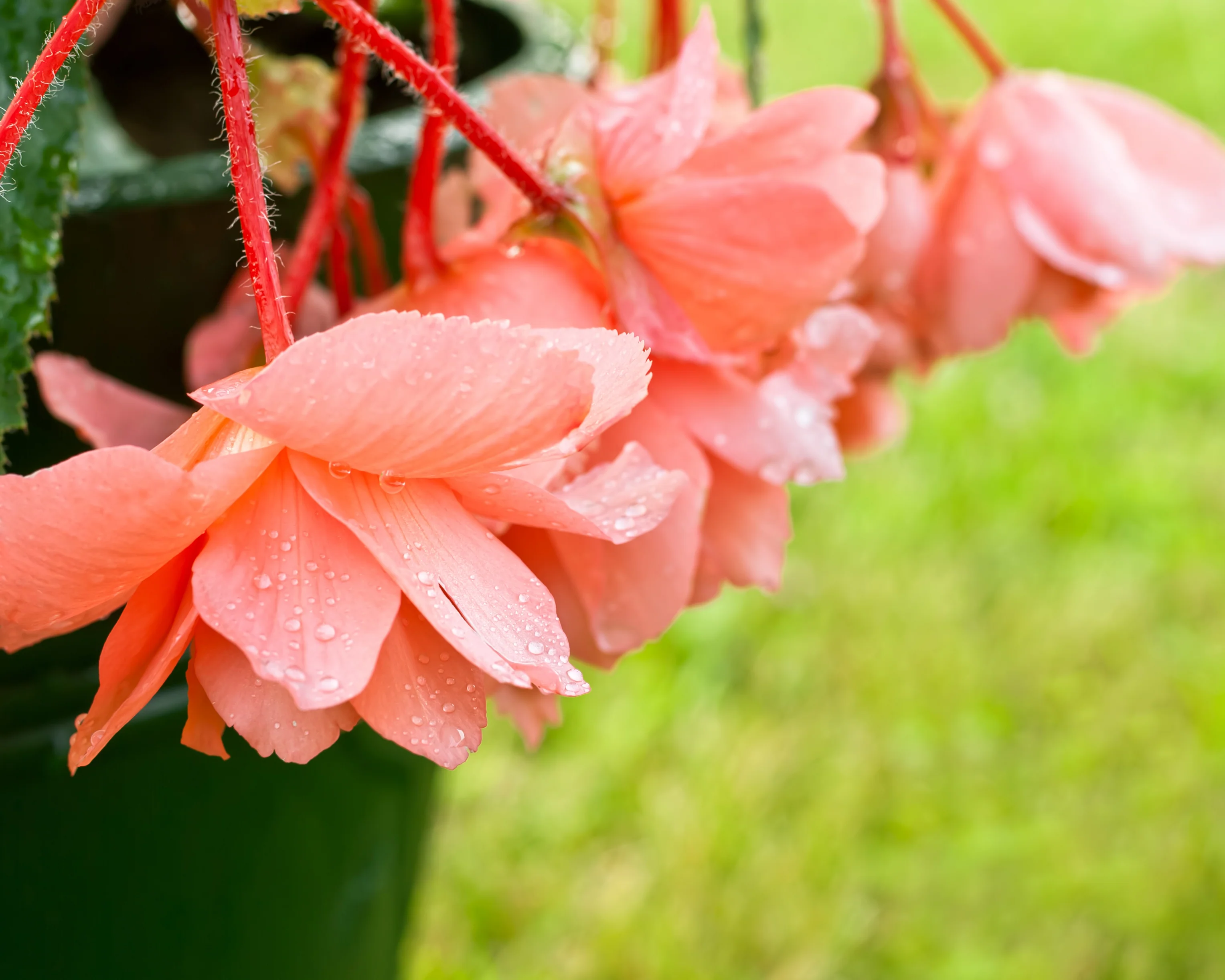 Begonia 'Pendula Salmon' - Image 2
