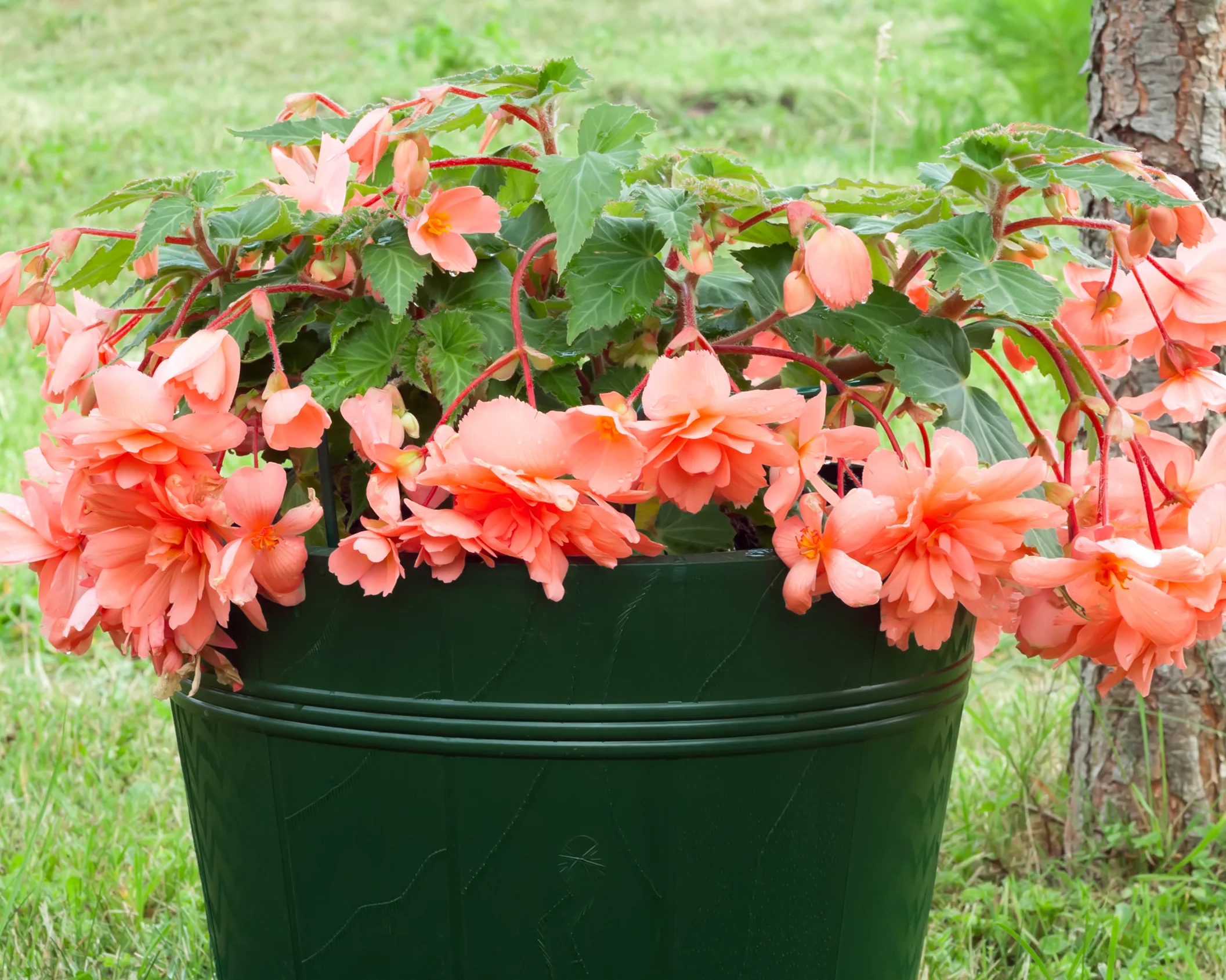 Begonia 'Pendula Salmon' - Image 3