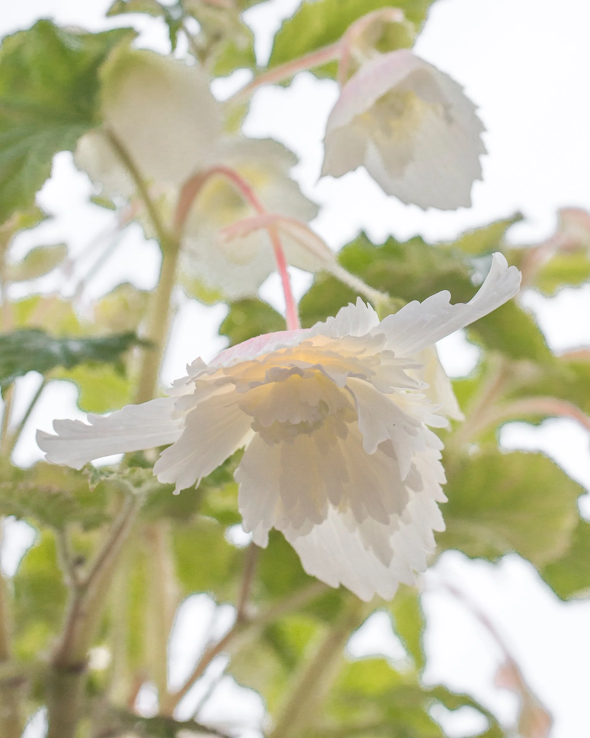 Begonia 'Pendula White' - Image 3