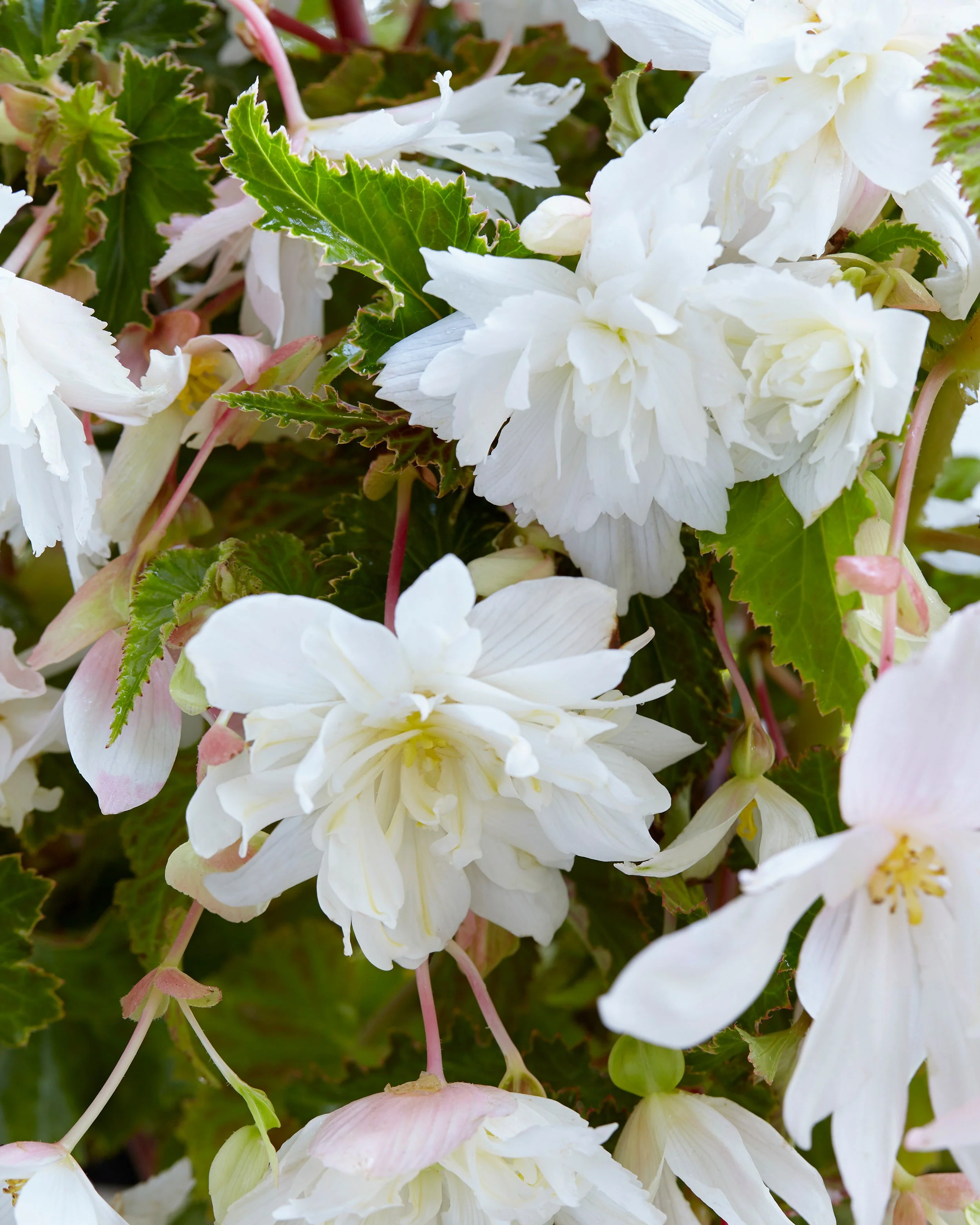 Begonia 'Pendula White' - Image 4