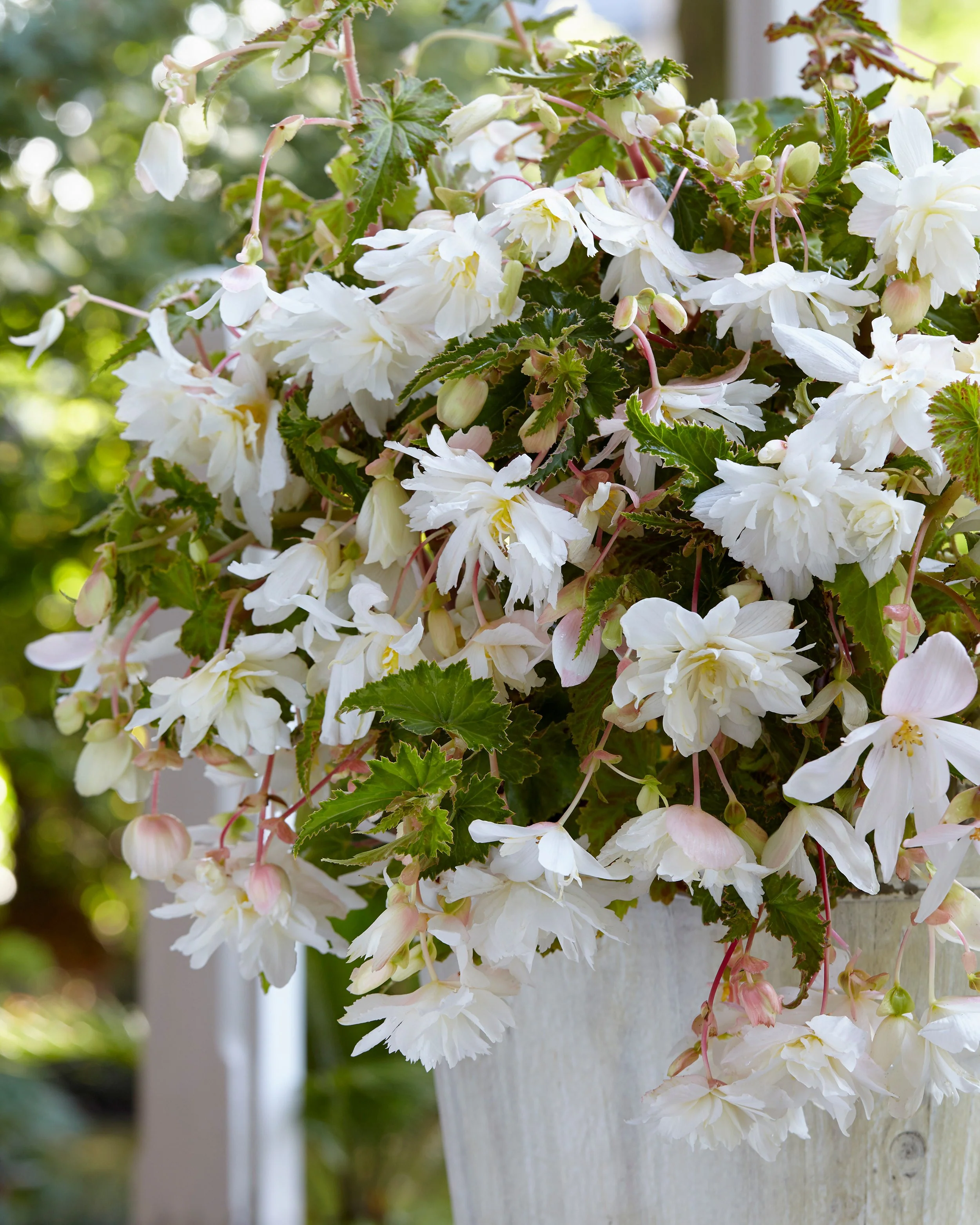 Begonia 'Pendula White' - Image 6