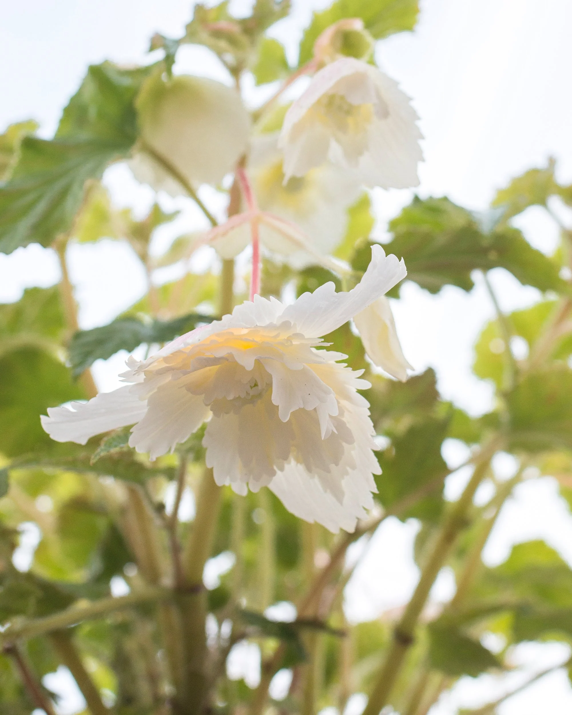 Begonia 'Pendula White' - Image 7