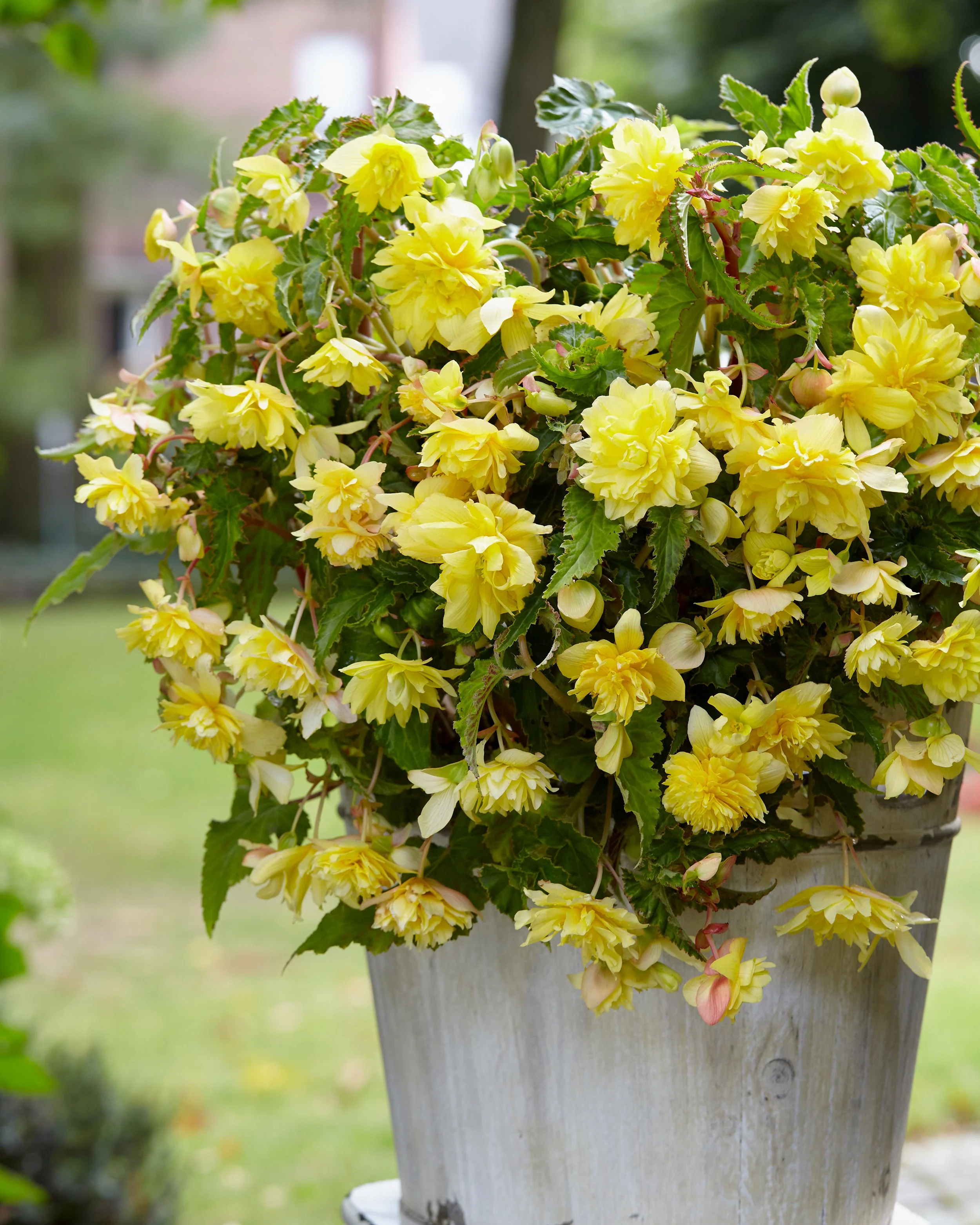Begonia 'Pendula Yellow' - Image 3