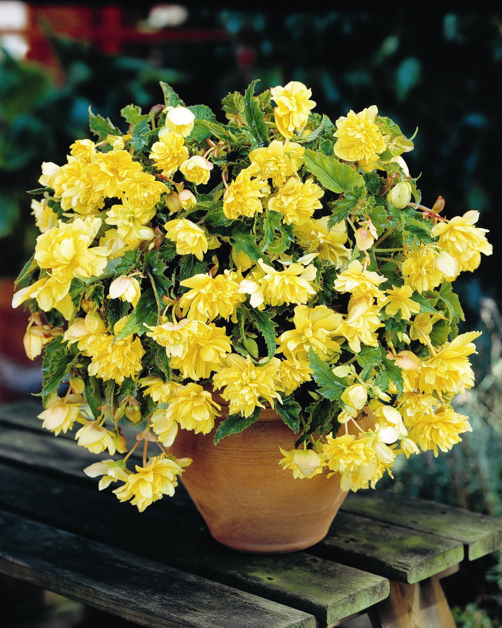 Begonia 'Pendula Yellow' - Image 5