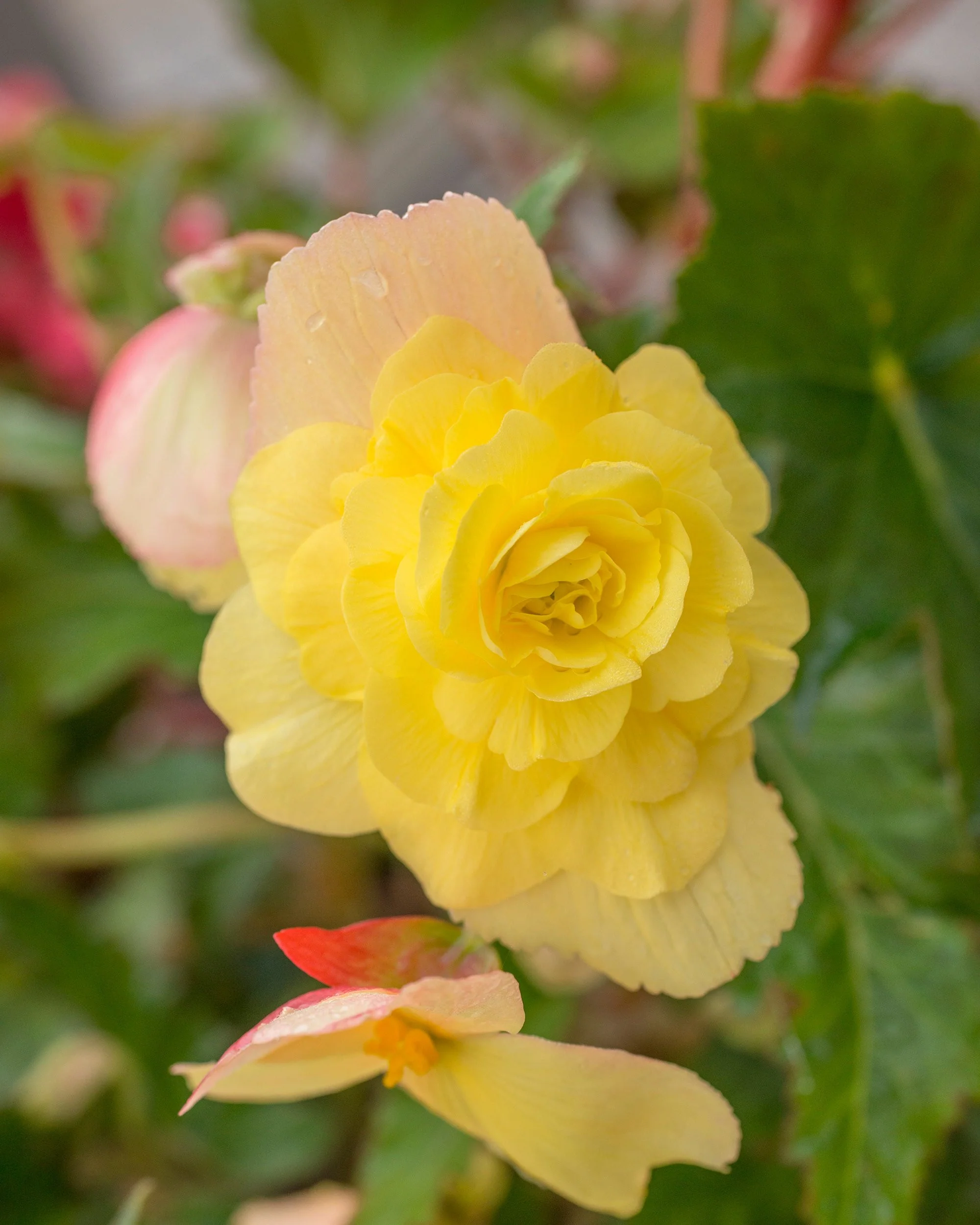 Begonia 'Pendula Yellow' - Image 6