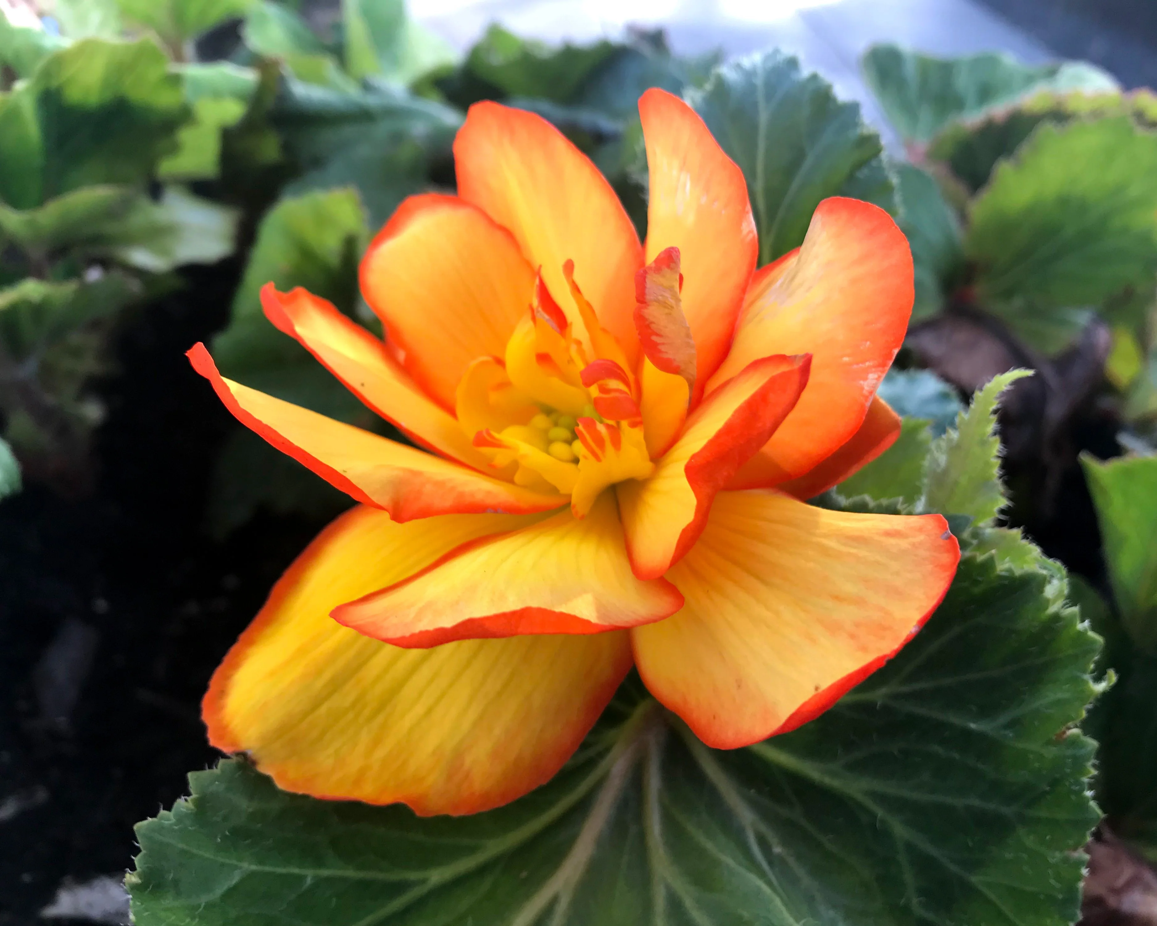 Begonia 'Picotee Sunburst' - Image 3