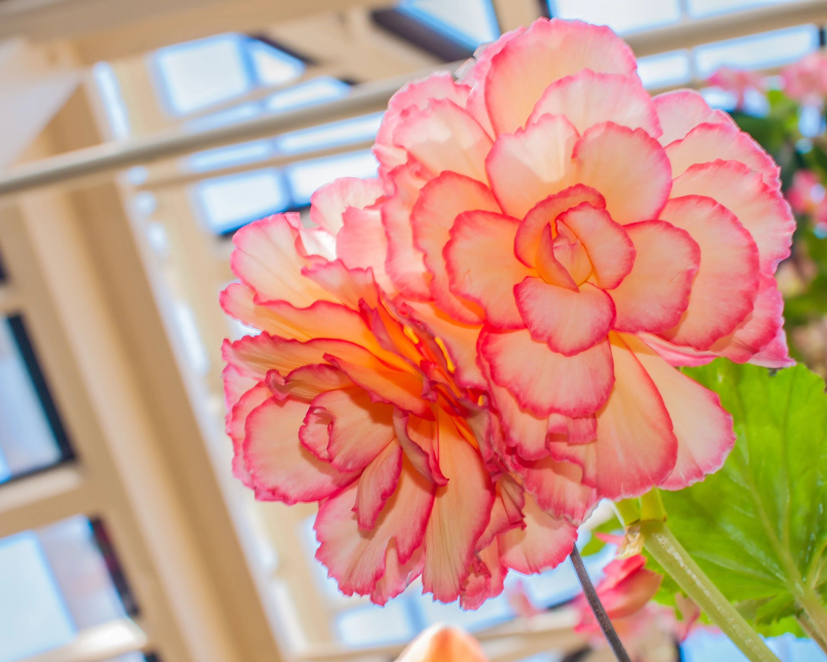 Begonia 'Picotee Sunburst' - Image 4