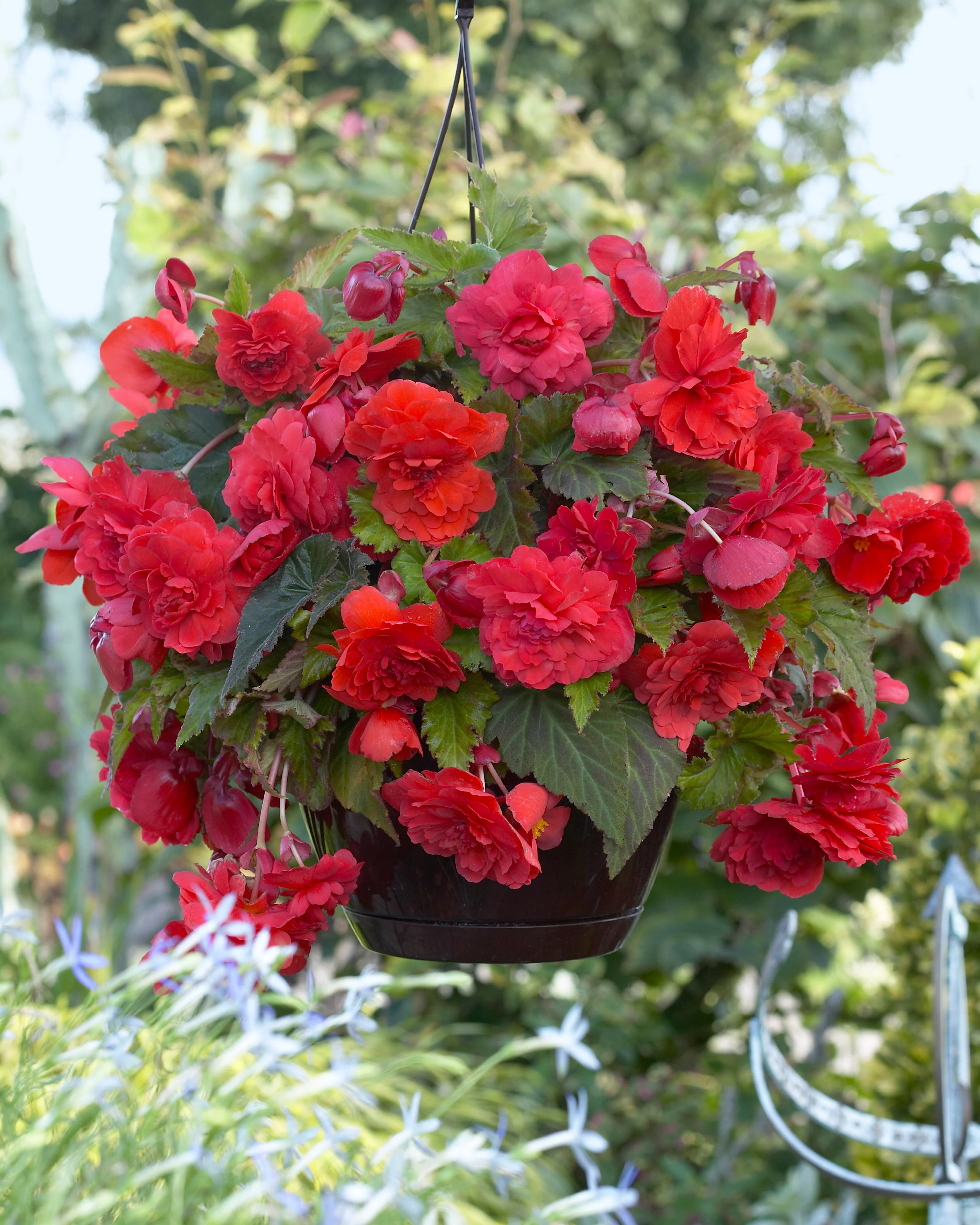Begonia odorata 'Red Glory' - Image 2
