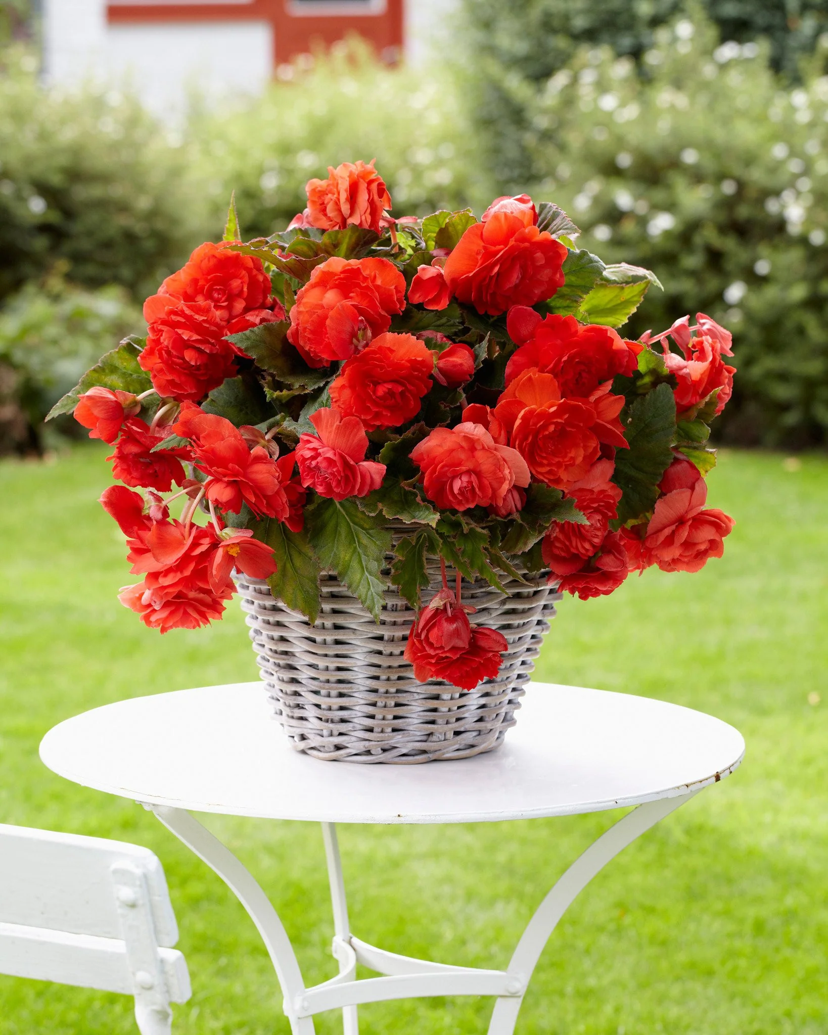 Begonia odorata 'Red Glory' - Image 3