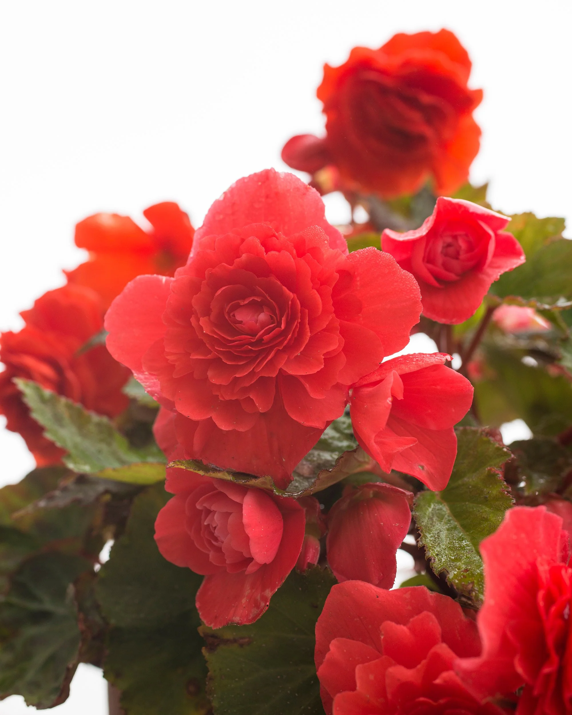Begonia odorata 'Red Glory' - Image 4