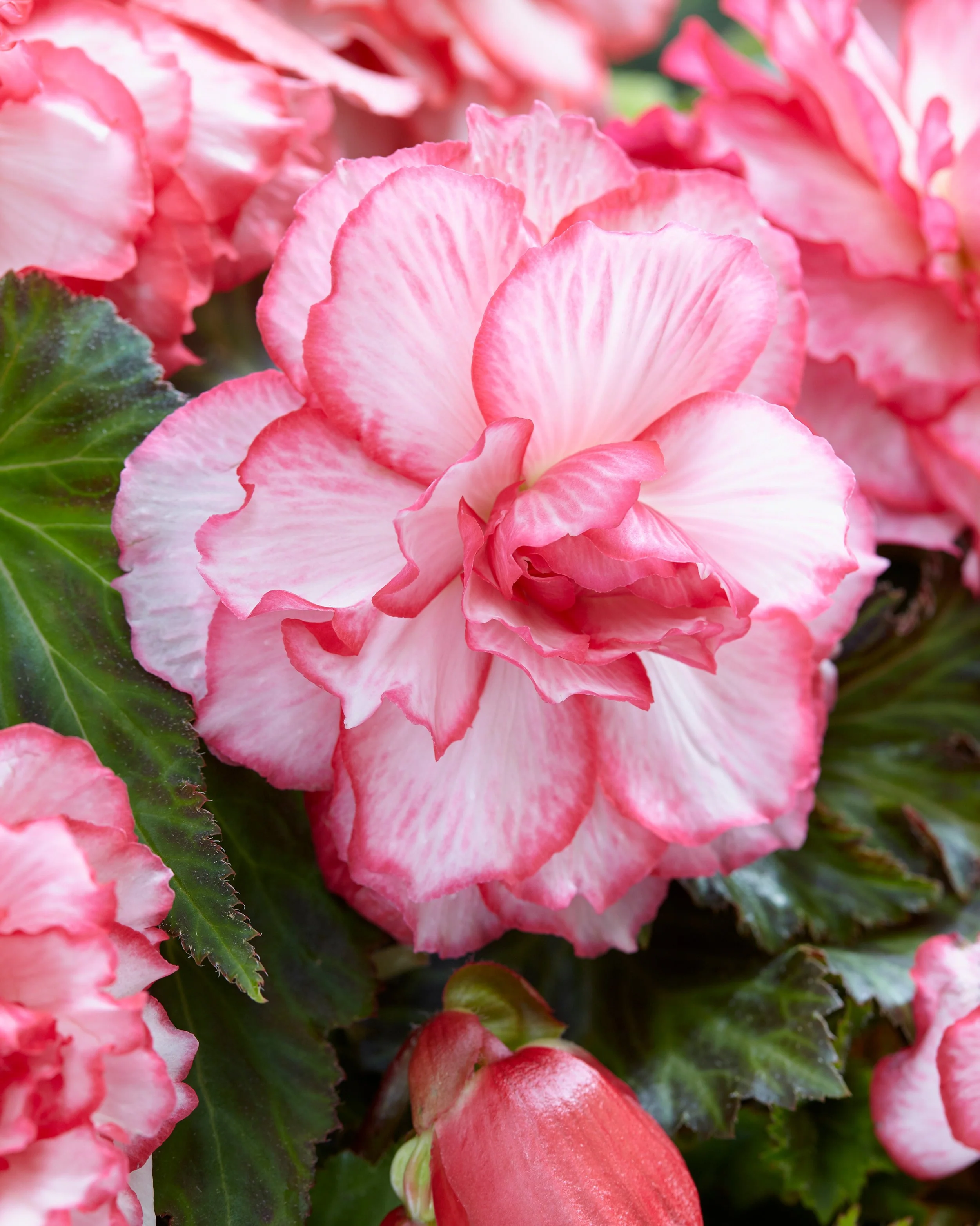 Begonia 'Rosebud'