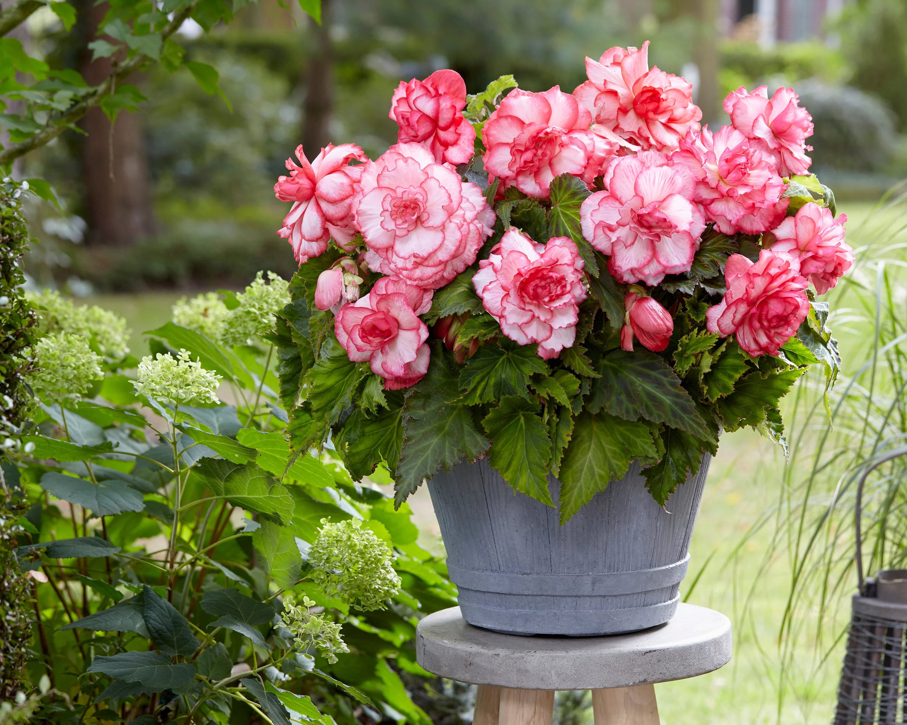 Begonia 'Rosebud' - Image 2