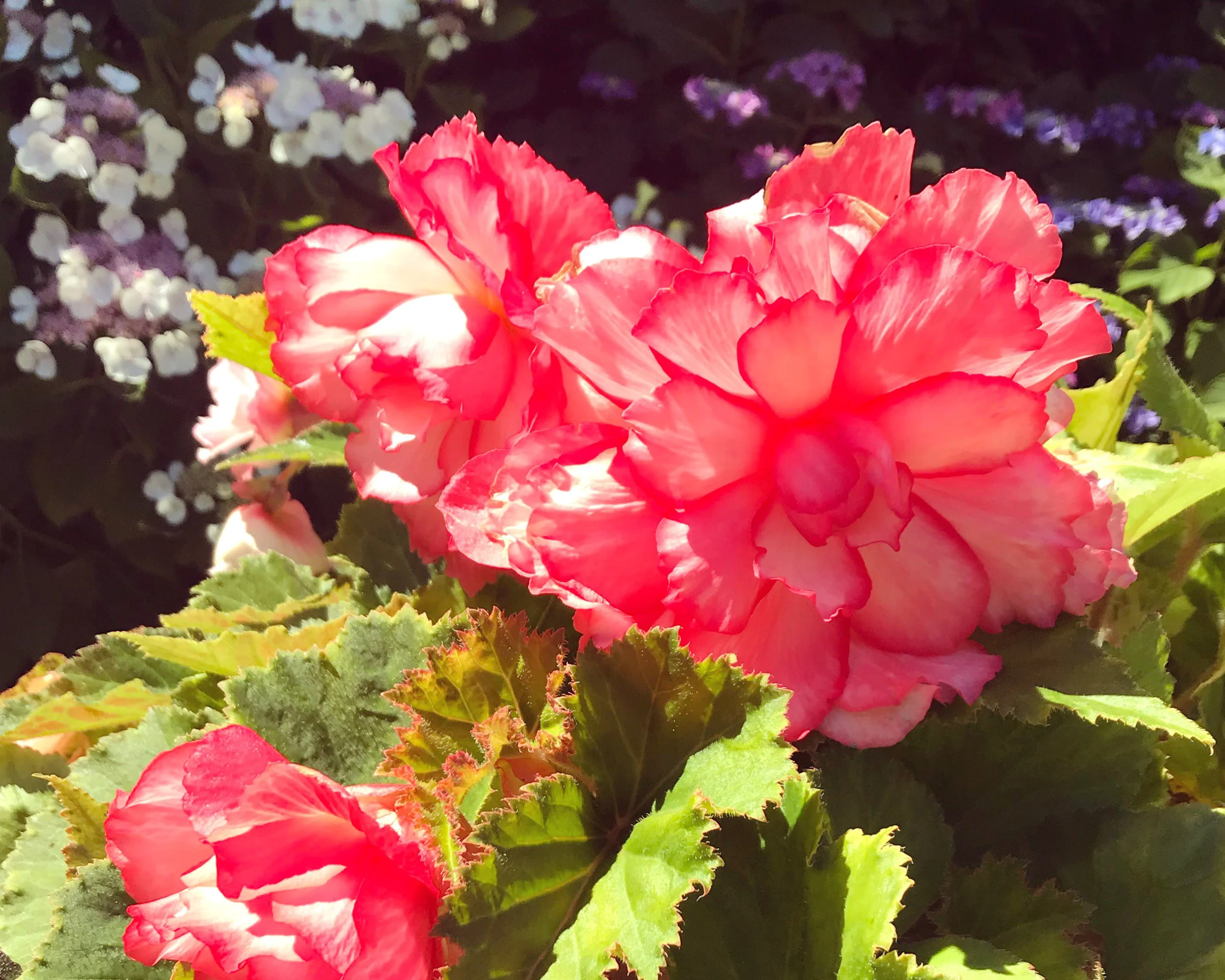 Begonia 'Rosebud' - Image 3