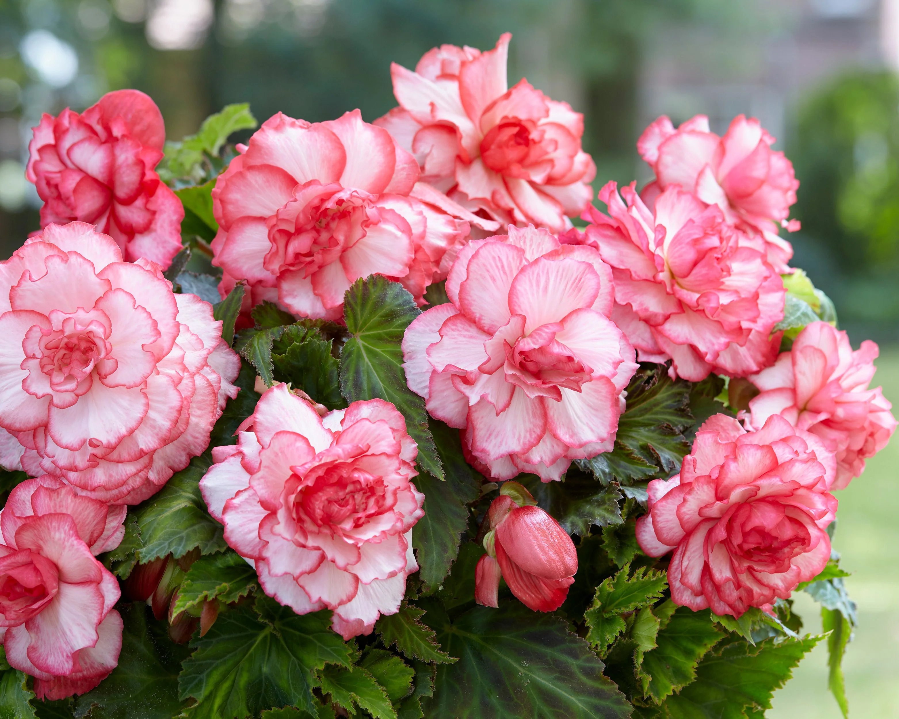 Begonia 'Rosebud' - Image 4