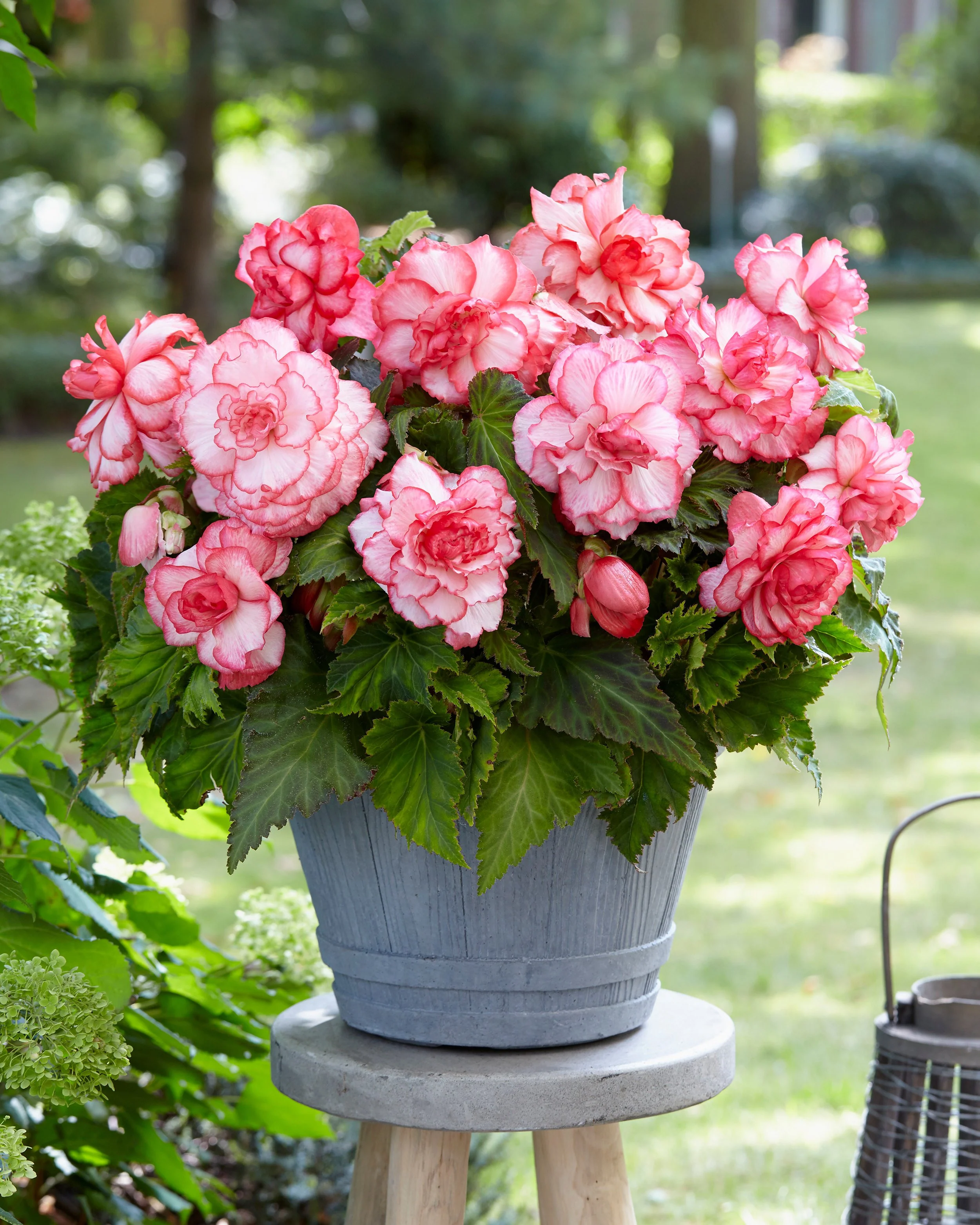 Begonia 'Rosebud' - Image 7
