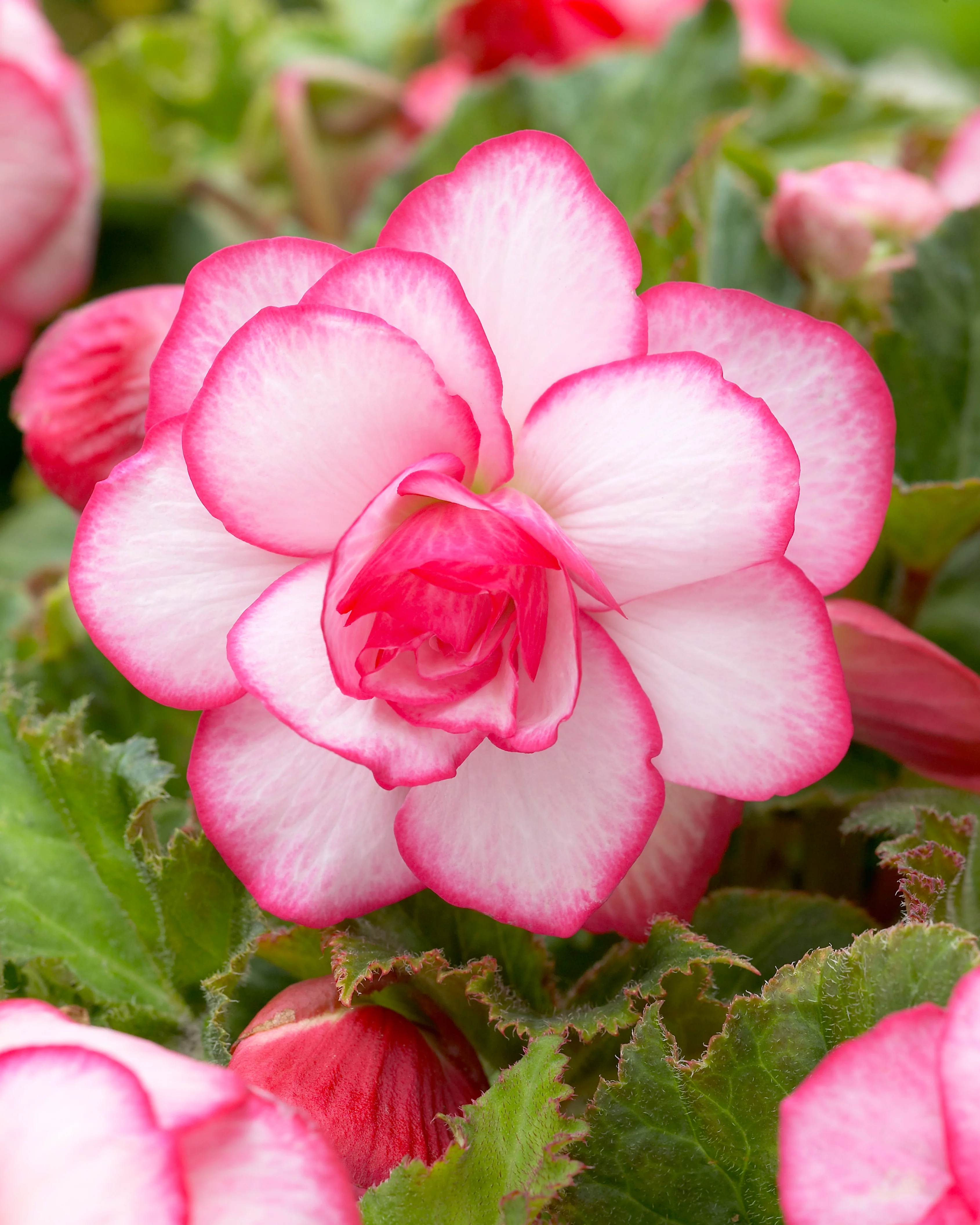 Begonia 'Rosebud' - Image 9