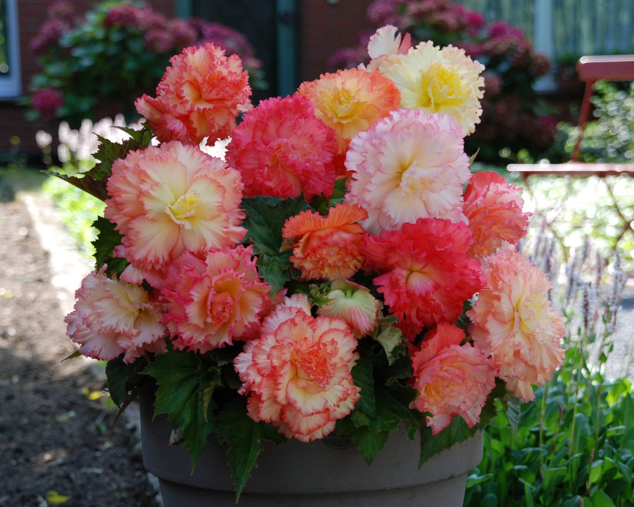 Begonia 'Samba' - Image 5