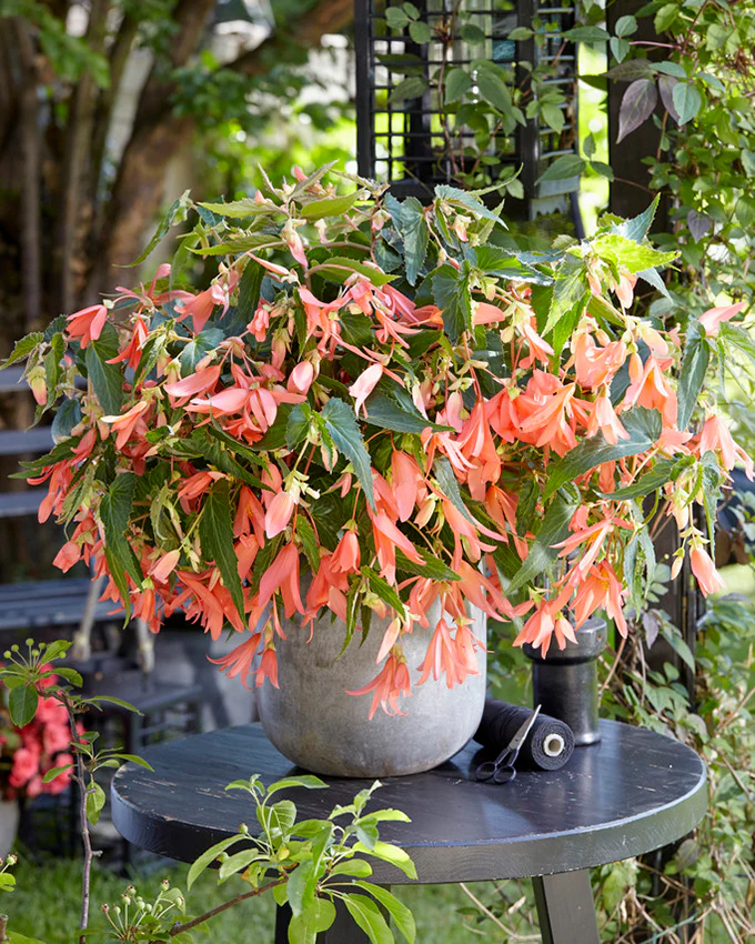 Begonia 'San Francisco' - Image 3