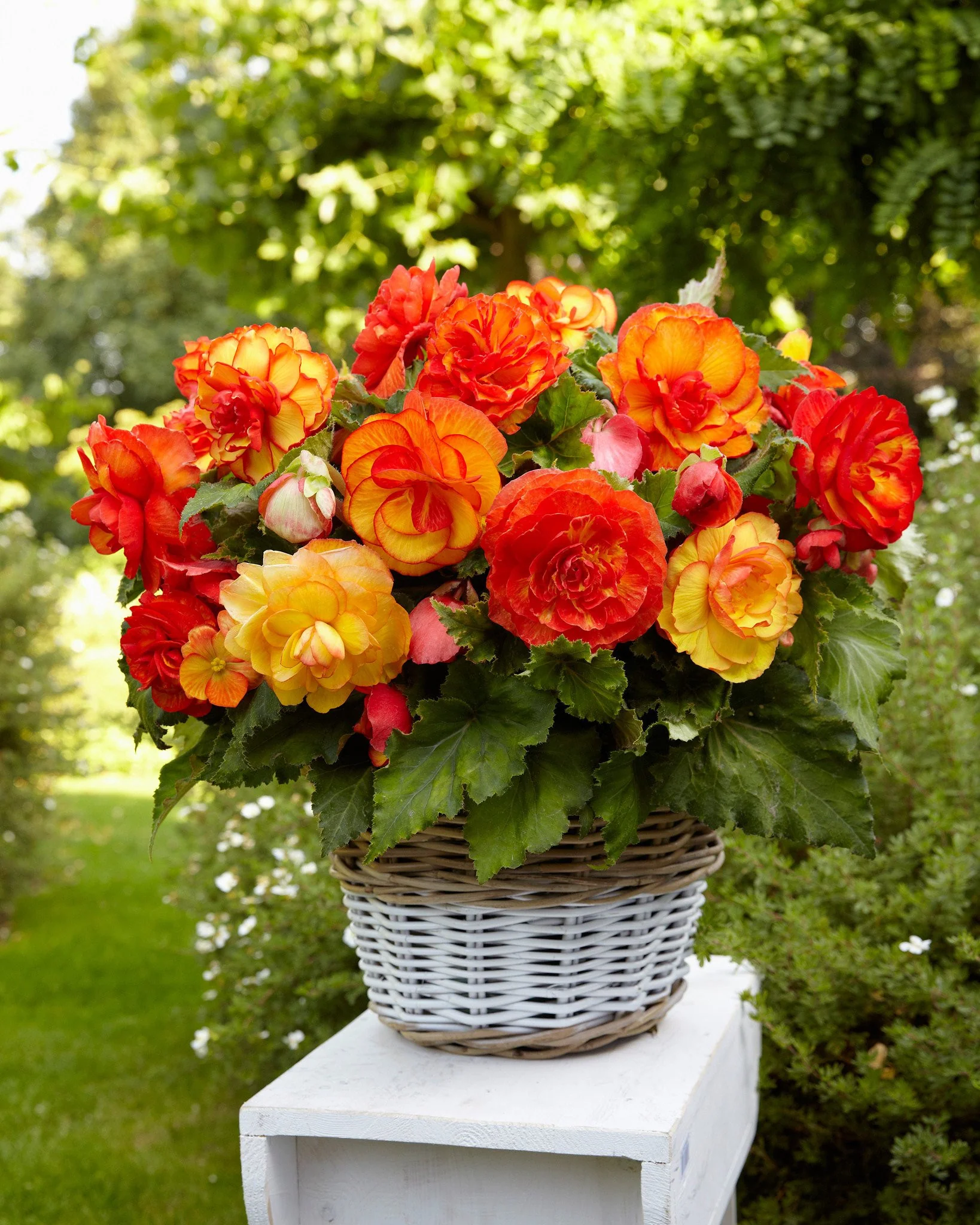 Begonia 'Sangria' - Image 3