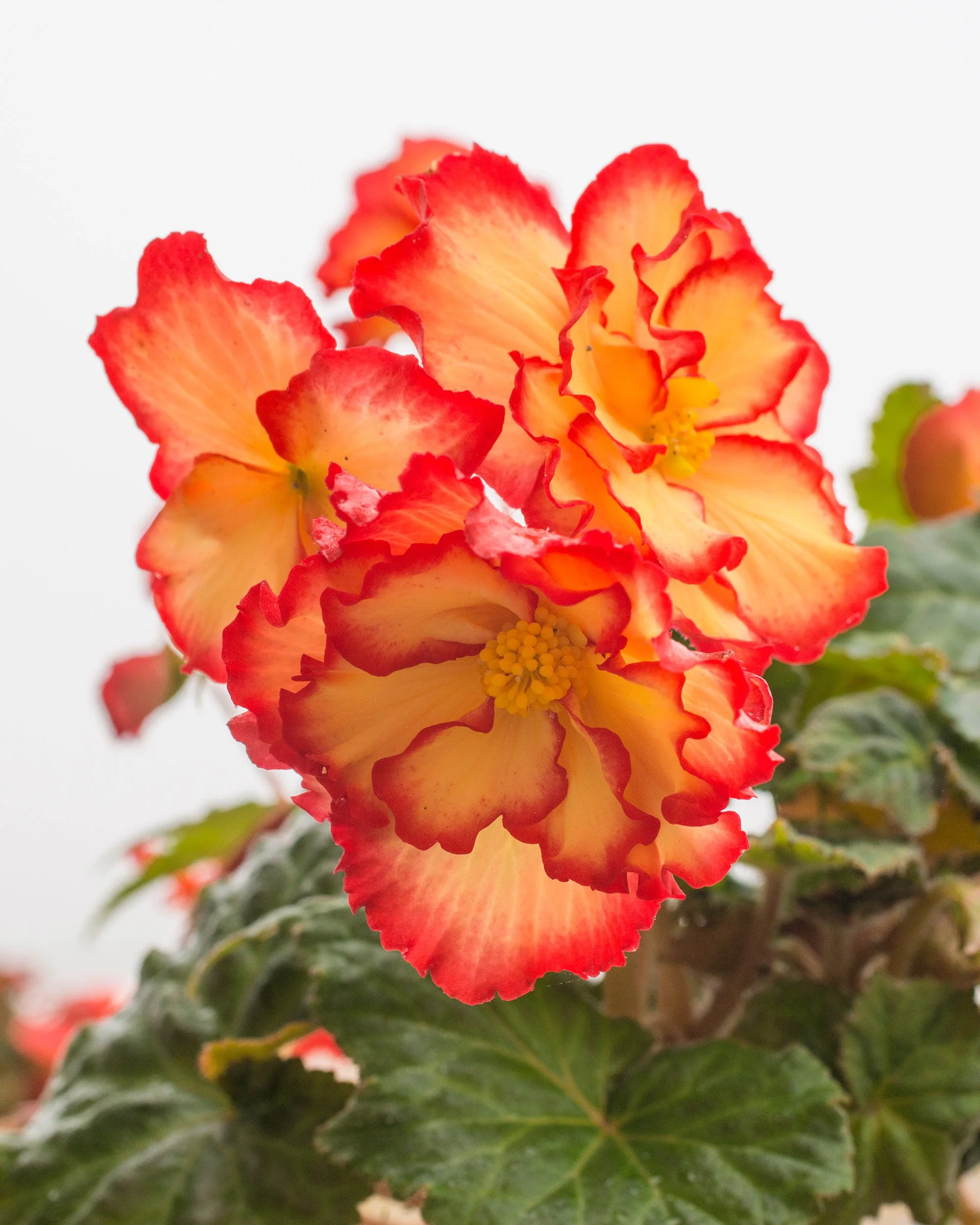 Begonia 'Sangria' - Image 6