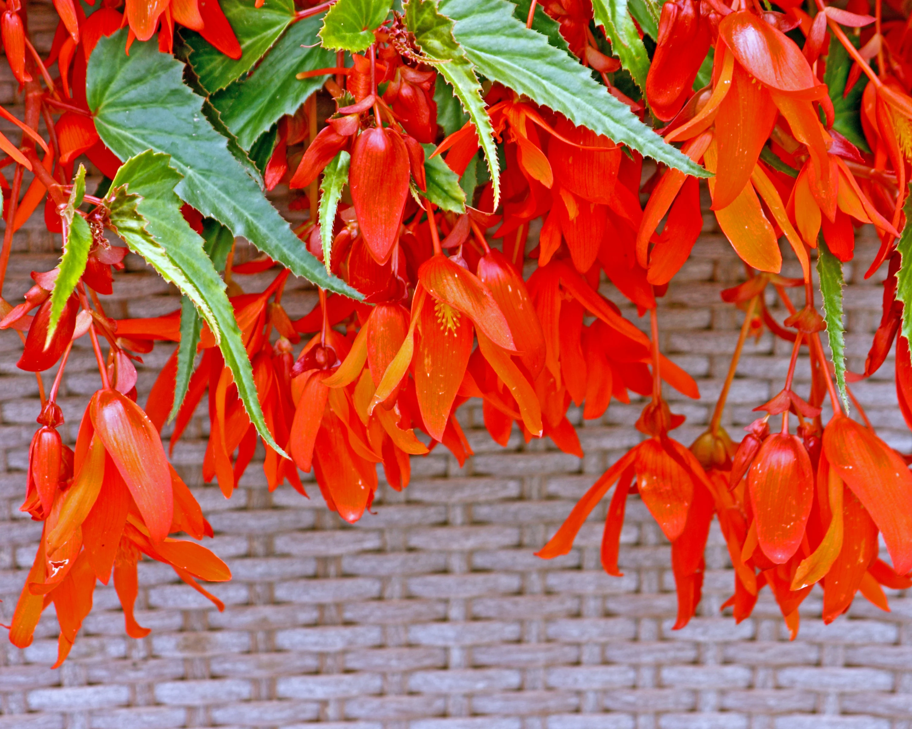 Begonia 'Santa Cruz' - Image 3