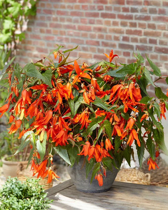 Begonia 'Santa Cruz' - Image 4