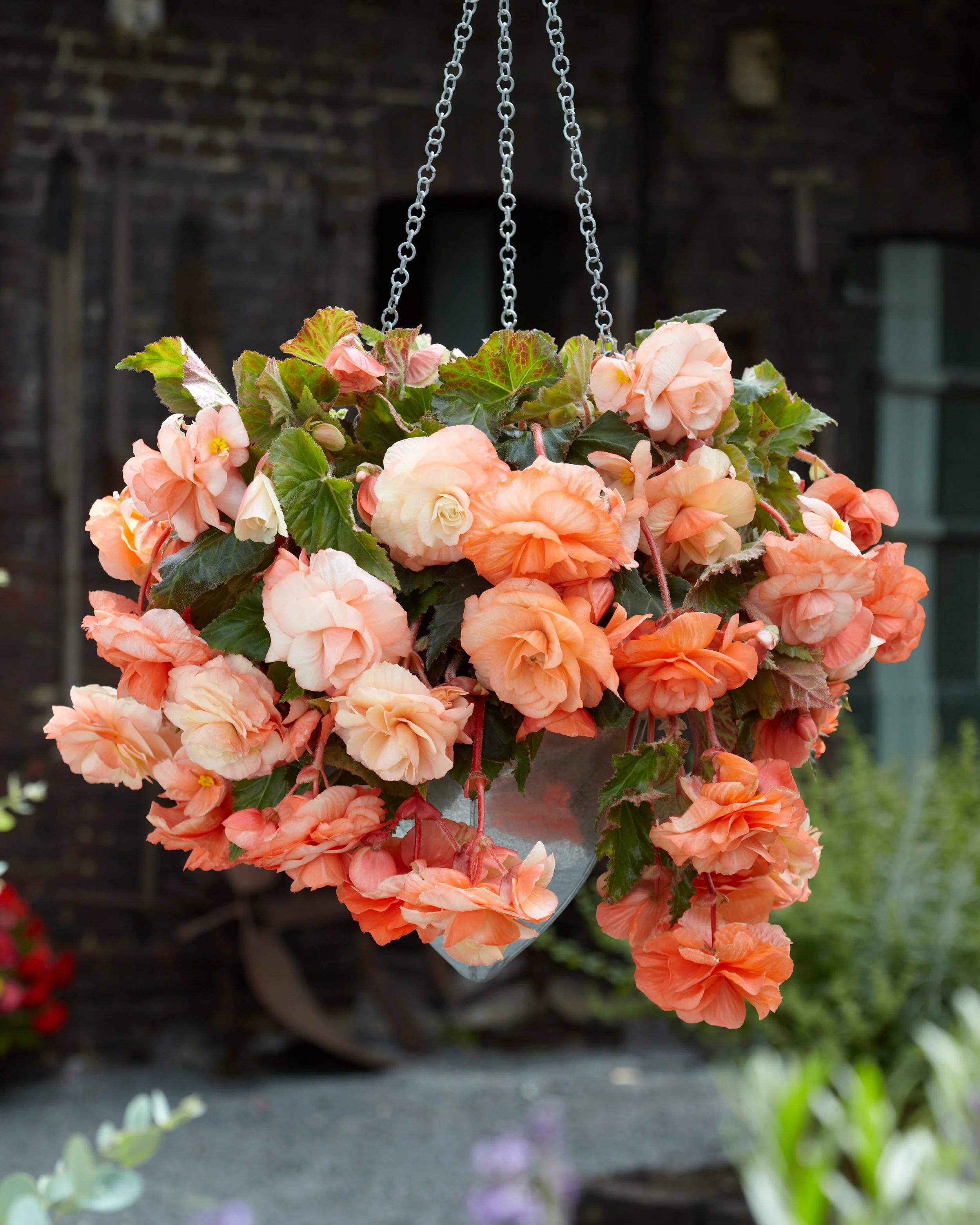 Begonia 'Splendide Apricot' - Image 2
