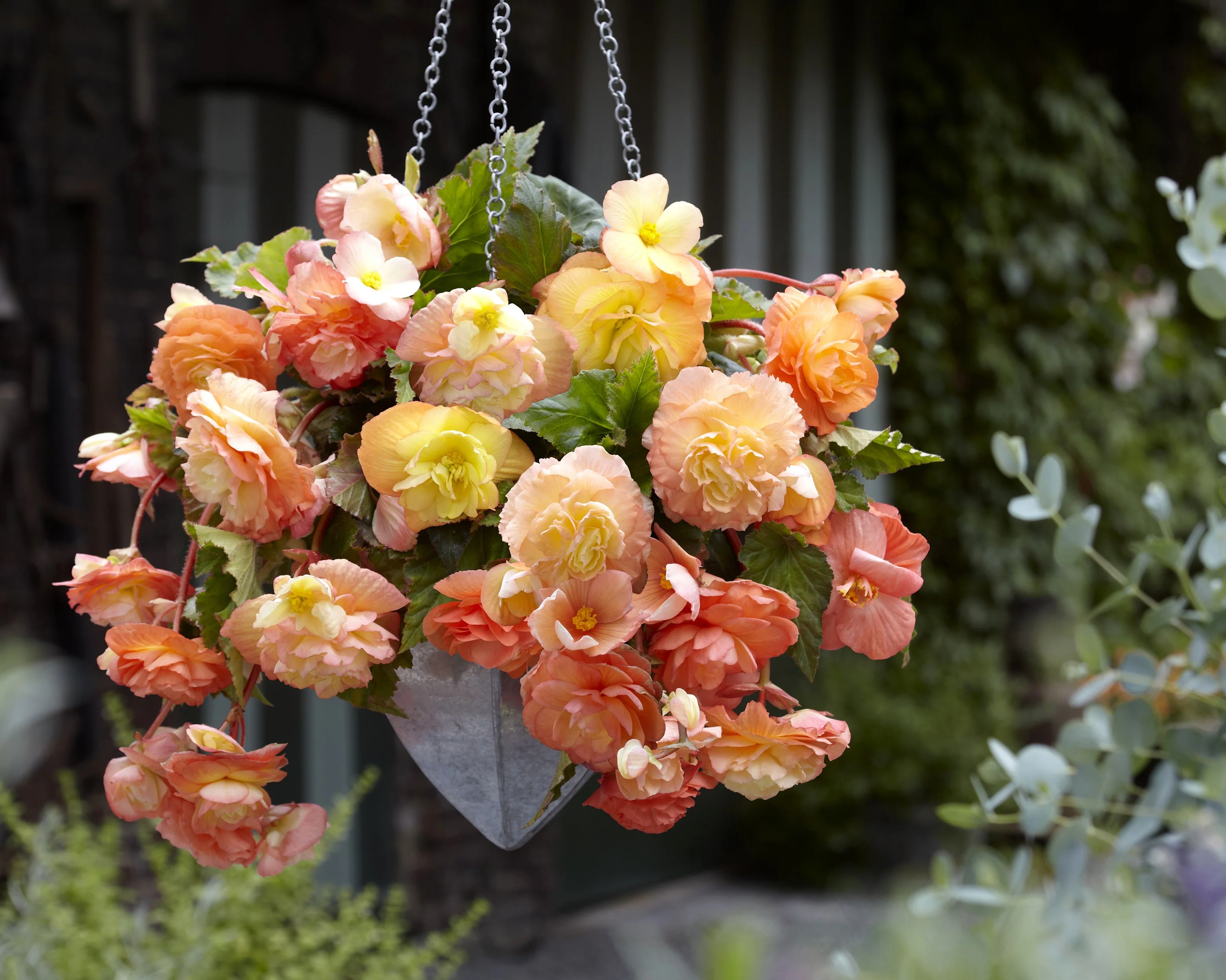 Begonia 'Splendide Ballerina' - Image 2