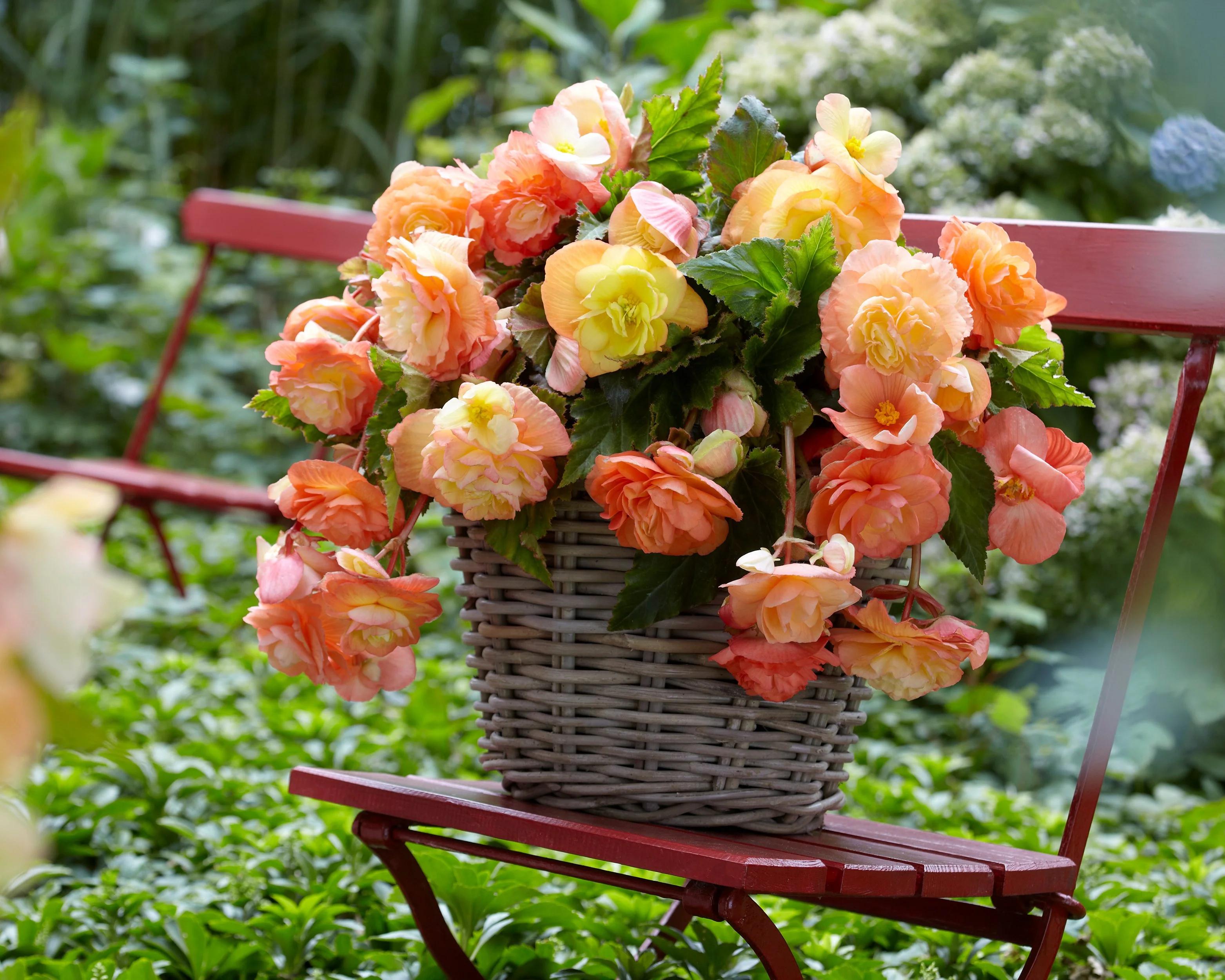 Begonia 'Splendide Ballerina' - Image 3