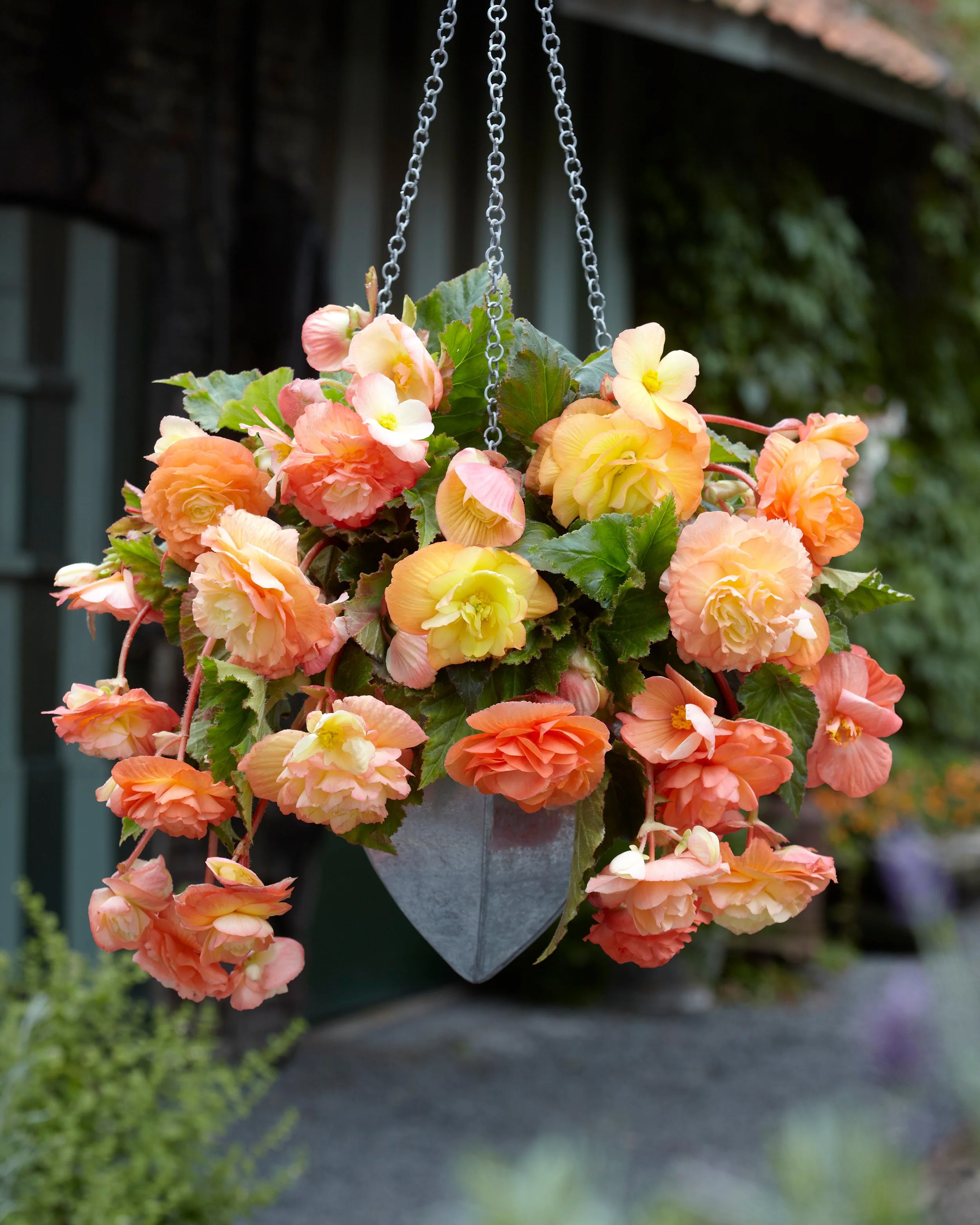 Begonia 'Splendide Ballerina' - Image 4
