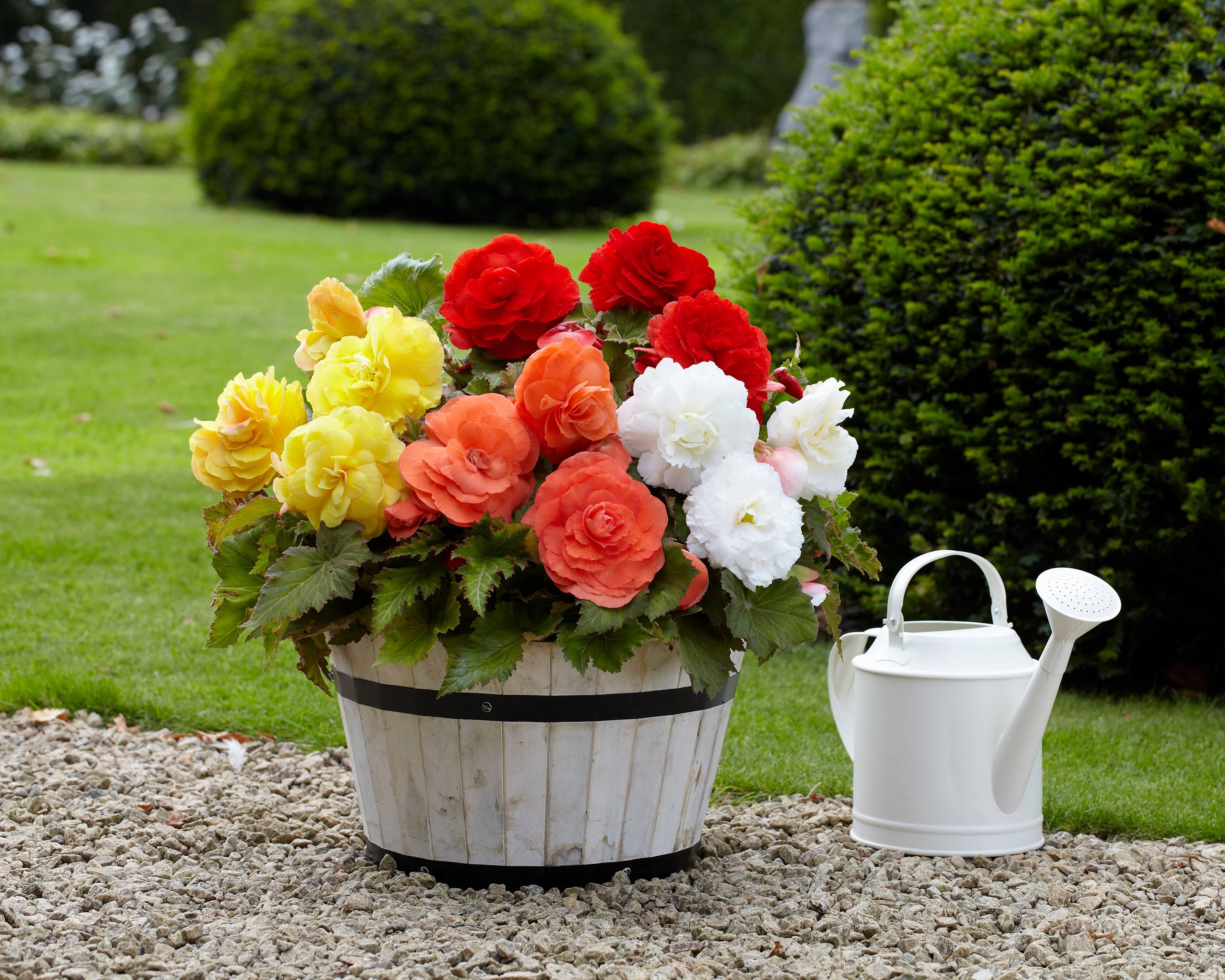 Begonia 'Superba Mixed' - Image 4