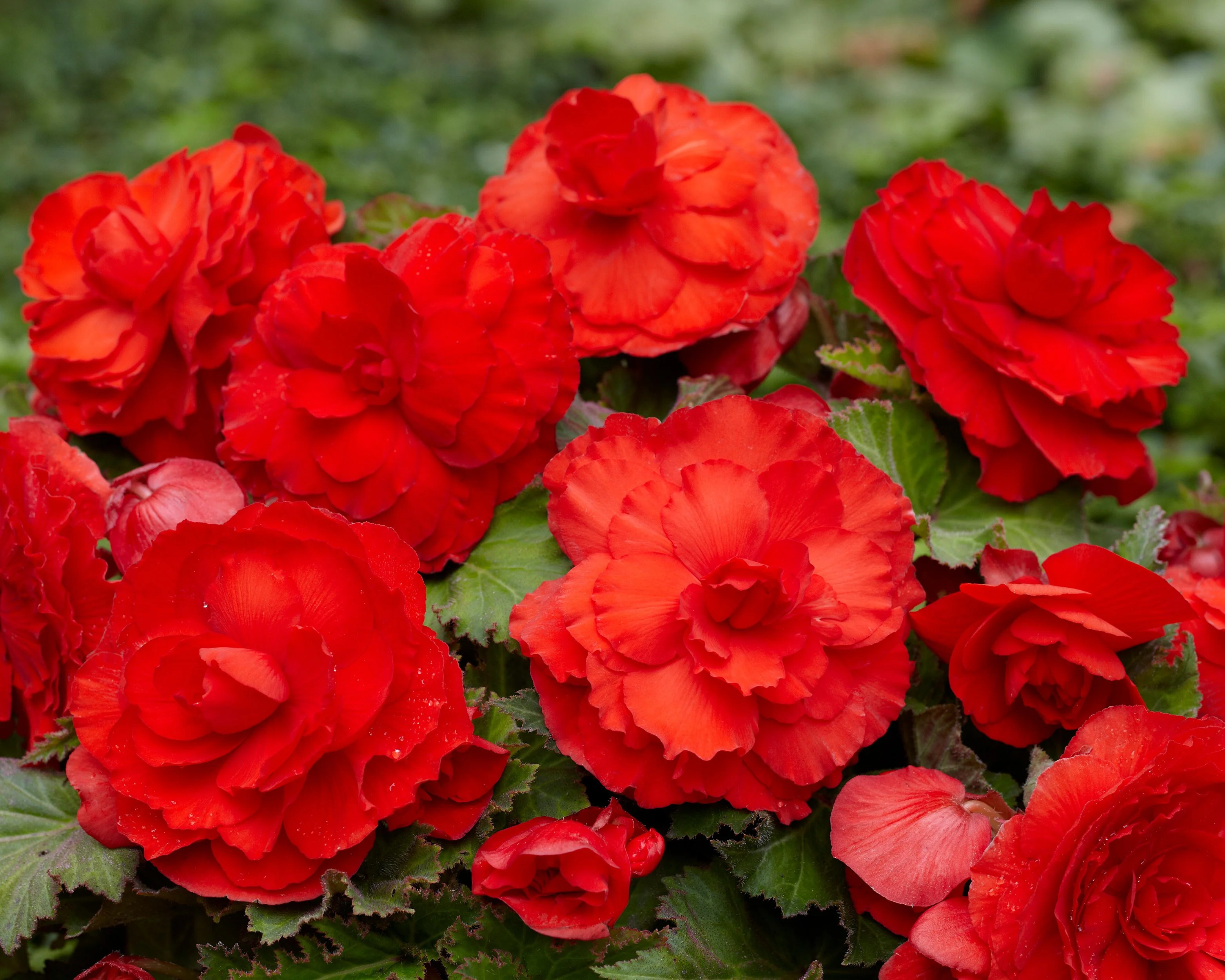 Begonia 'Superba Red' - Image 2