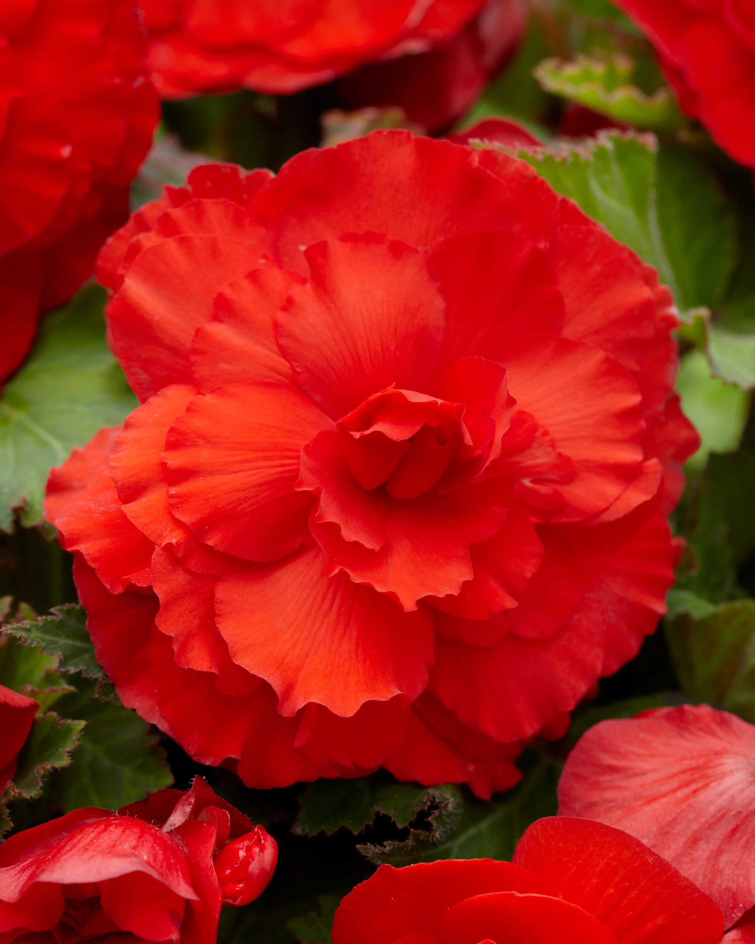 Begonia 'Superba Red' - Image 3